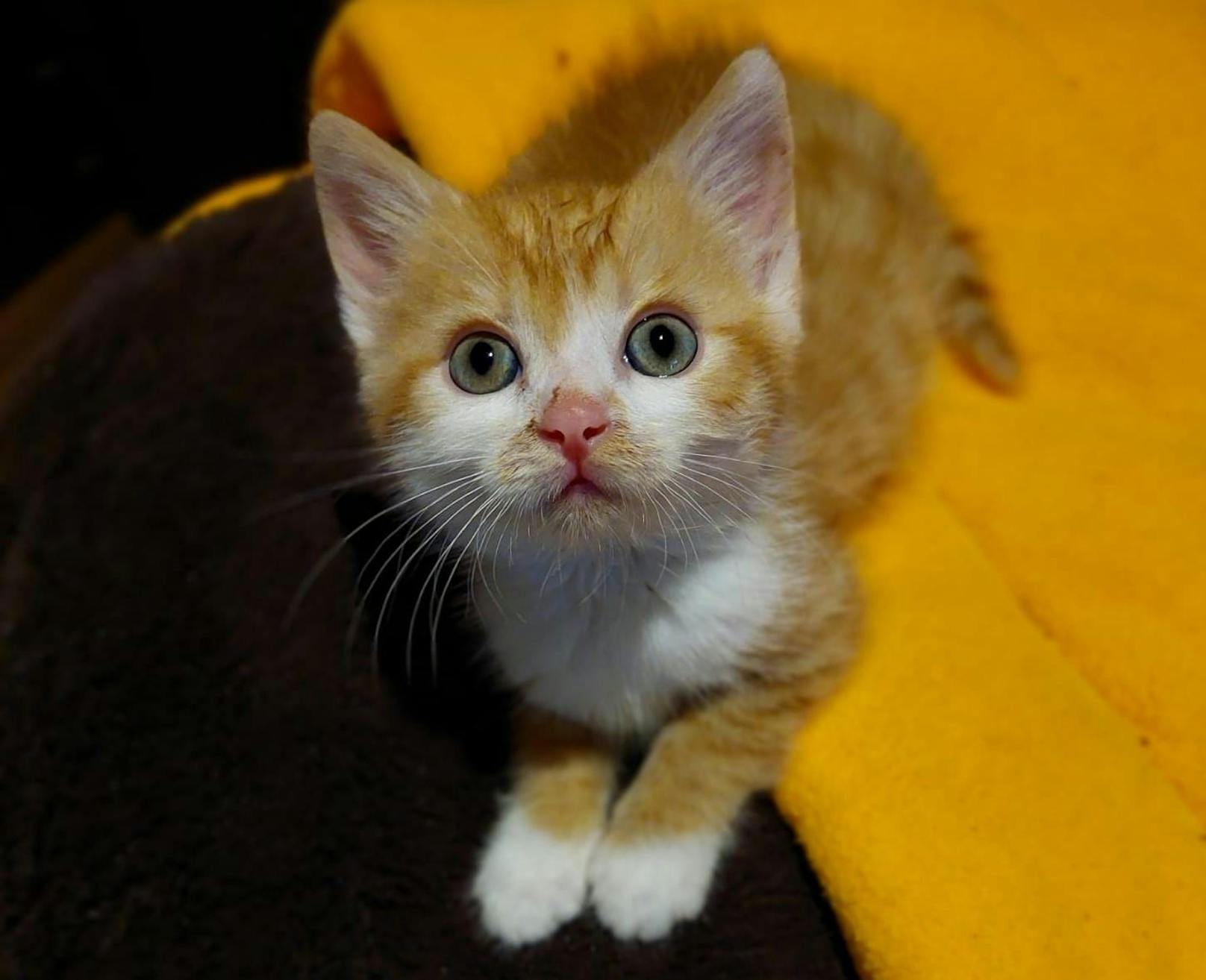 Offenbar stammen sie von einem Bauernhof, wo die Katzenmutter nicht kastriert wurde.