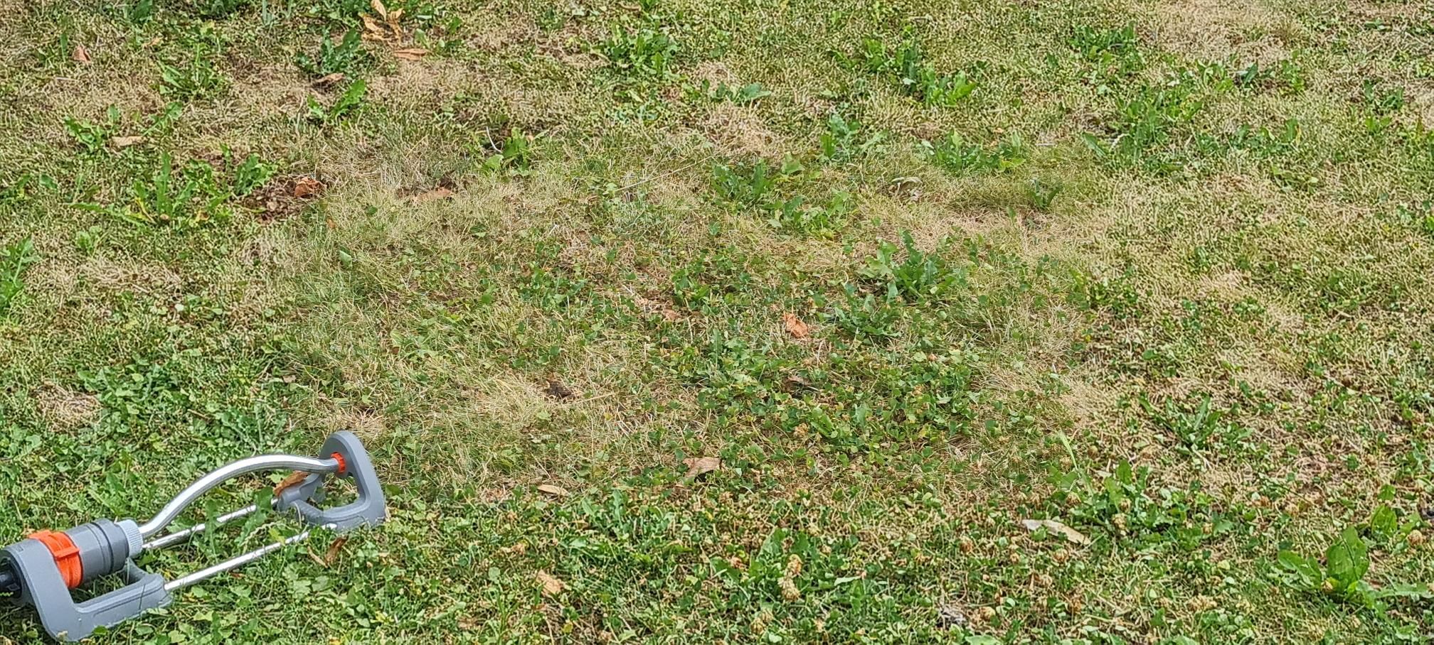 Grüne Wiesen sind im Moment rar.