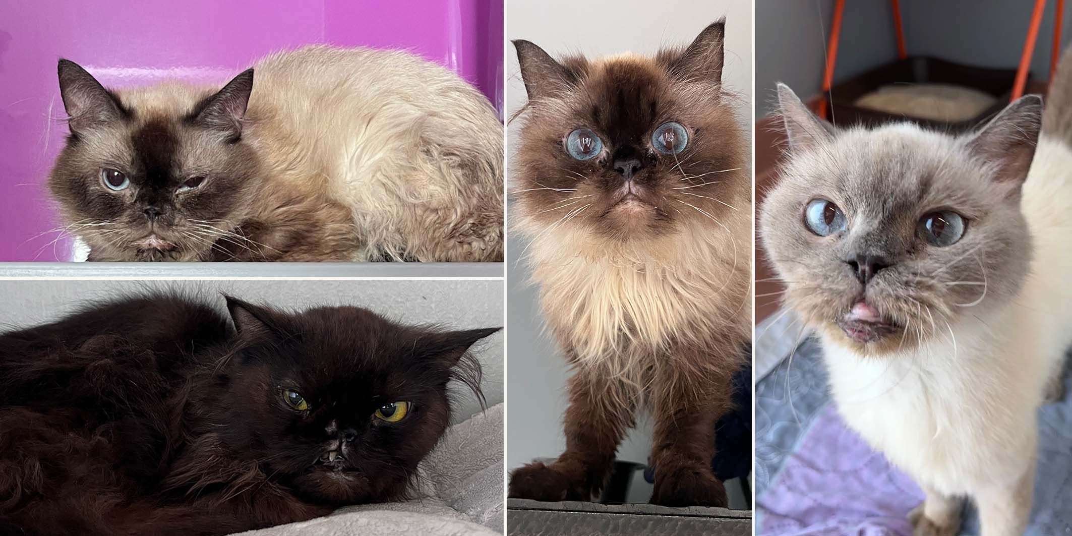 Mittlerweile ist eines der insgesamt neun gefundenen Kätzchen verstorben.