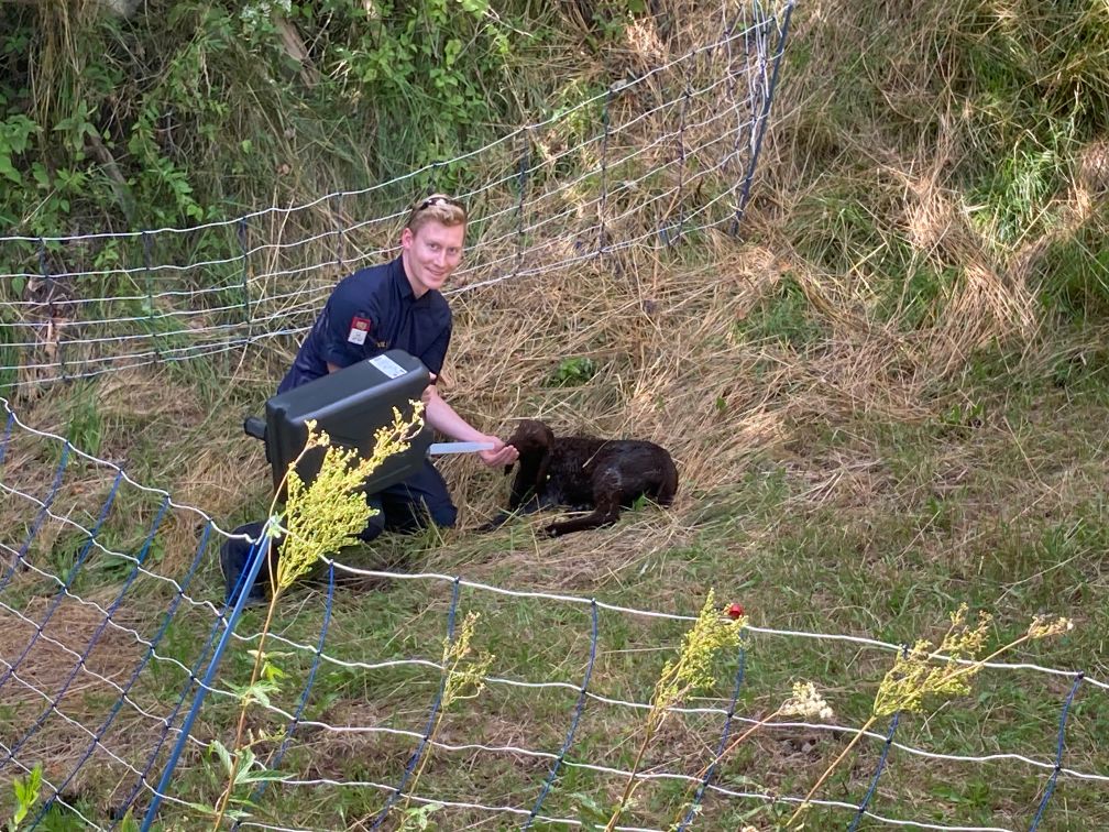 Polizisten der LPD Salzburg retteten einem offenbar unter der Hitze leidenden Lamm das Leben.