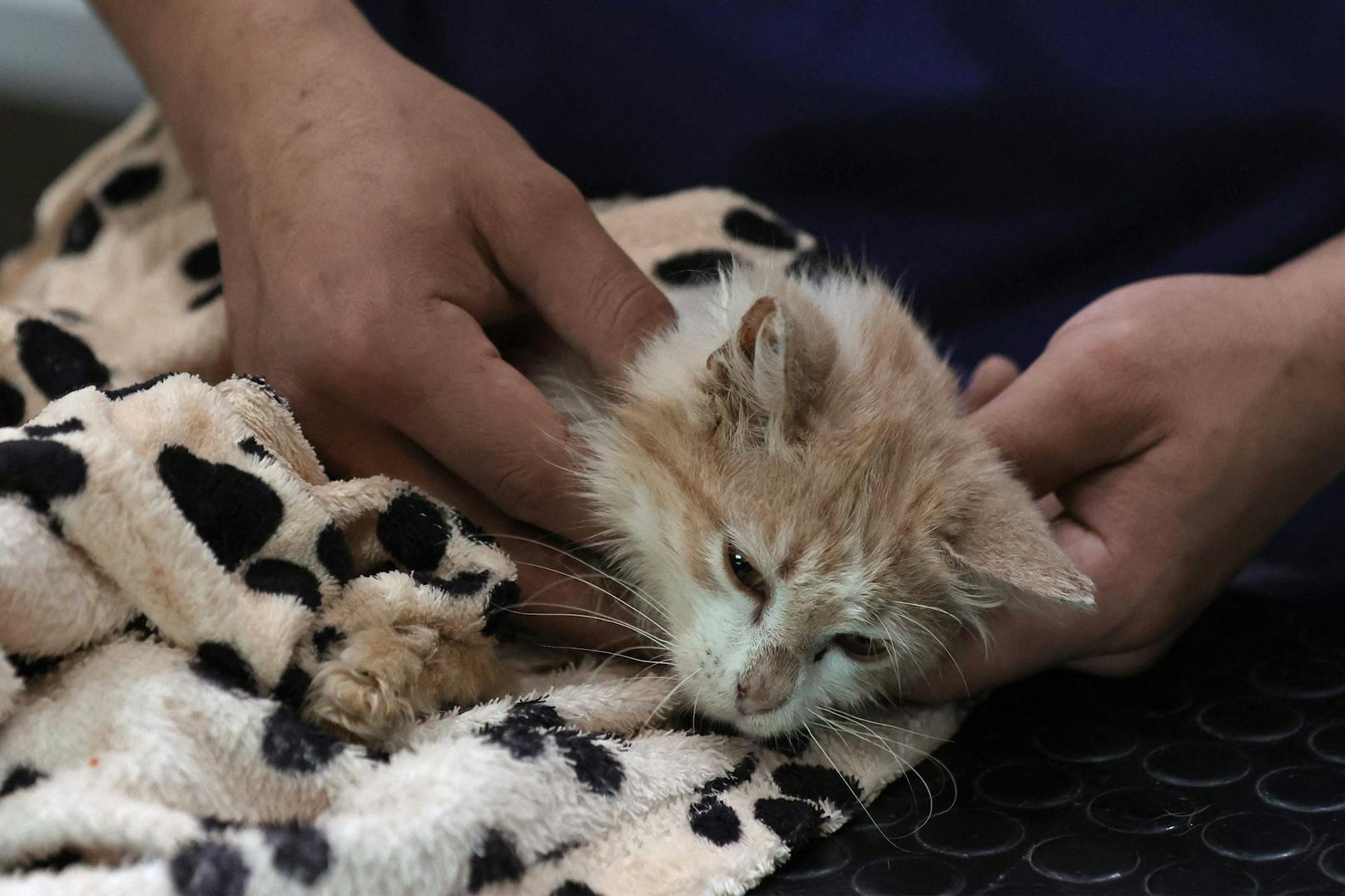 Katzen sterben an Coronavirus – schon 300.000 verendet