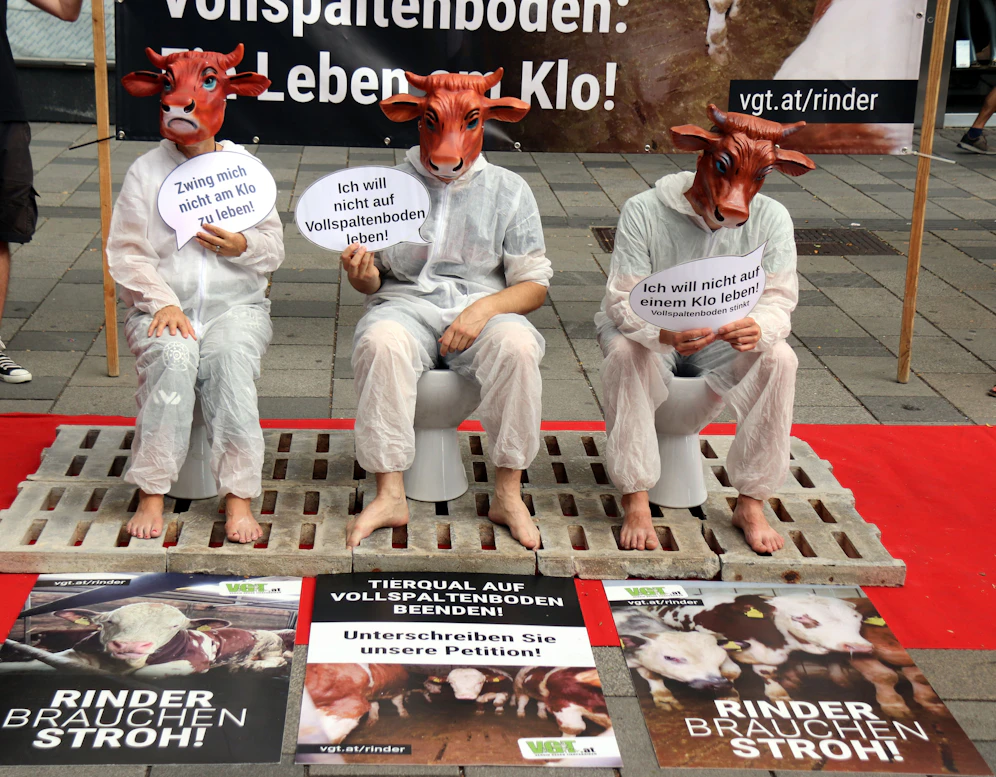 Die Tierschützer der Organisation VGT protestierten gegen Vollspaltenböden in der Rinderhaltung.