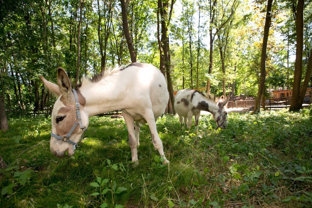 Grünes Gras für die geplagten Zwergesel Aristoteles und Sokrates: Gemeinsam mit zahlreichen anderen Tieren ziehen sie auf den Assisi-Tierschutzhof.