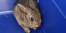 Kaninchen aus Wiener Garage muss in die Wildnis