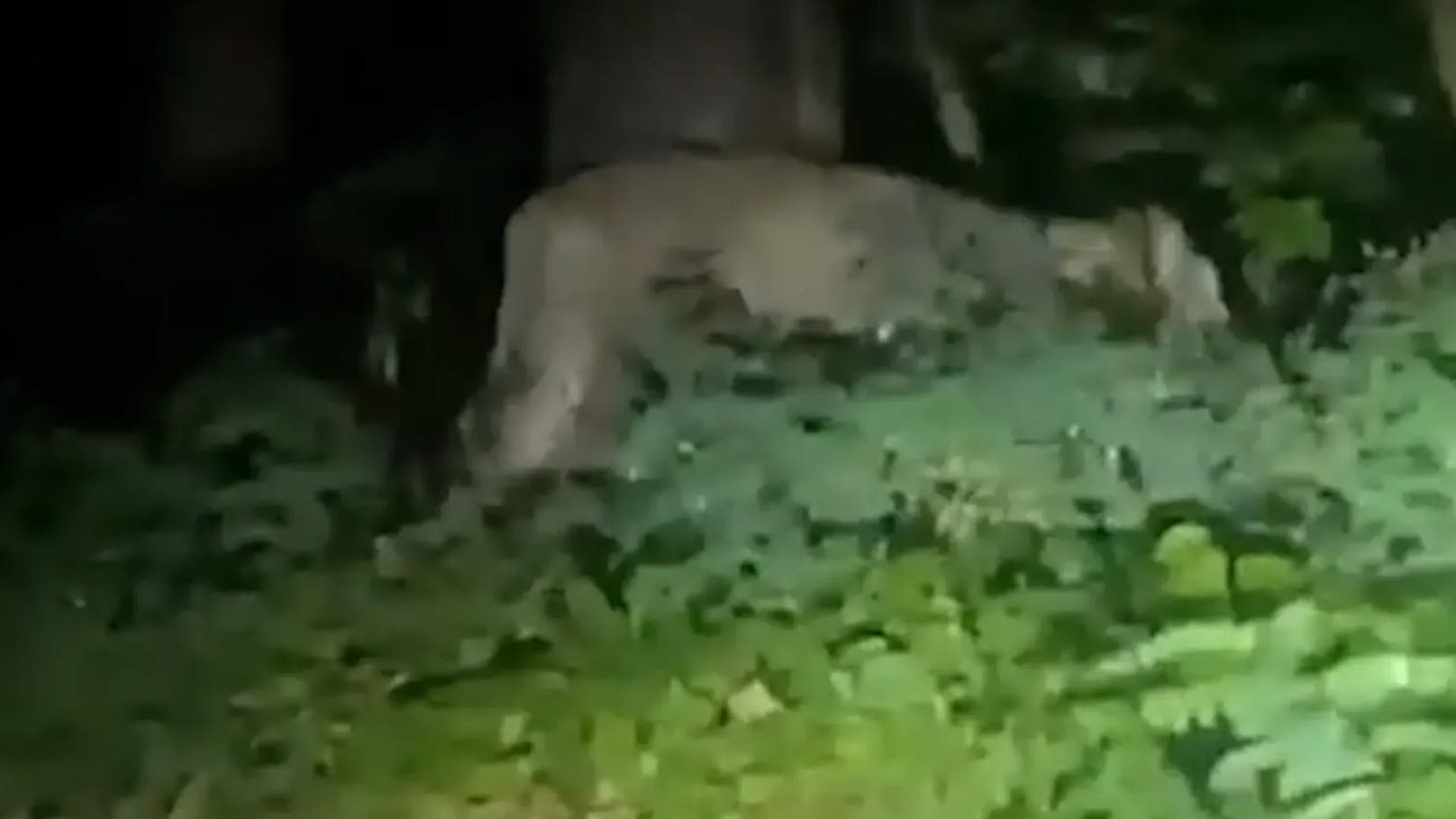Die Polizei Berlin warnte am Donnerstagmorgen vor einem entlaufenen Löwen. Ein Video zeigt das Tier.