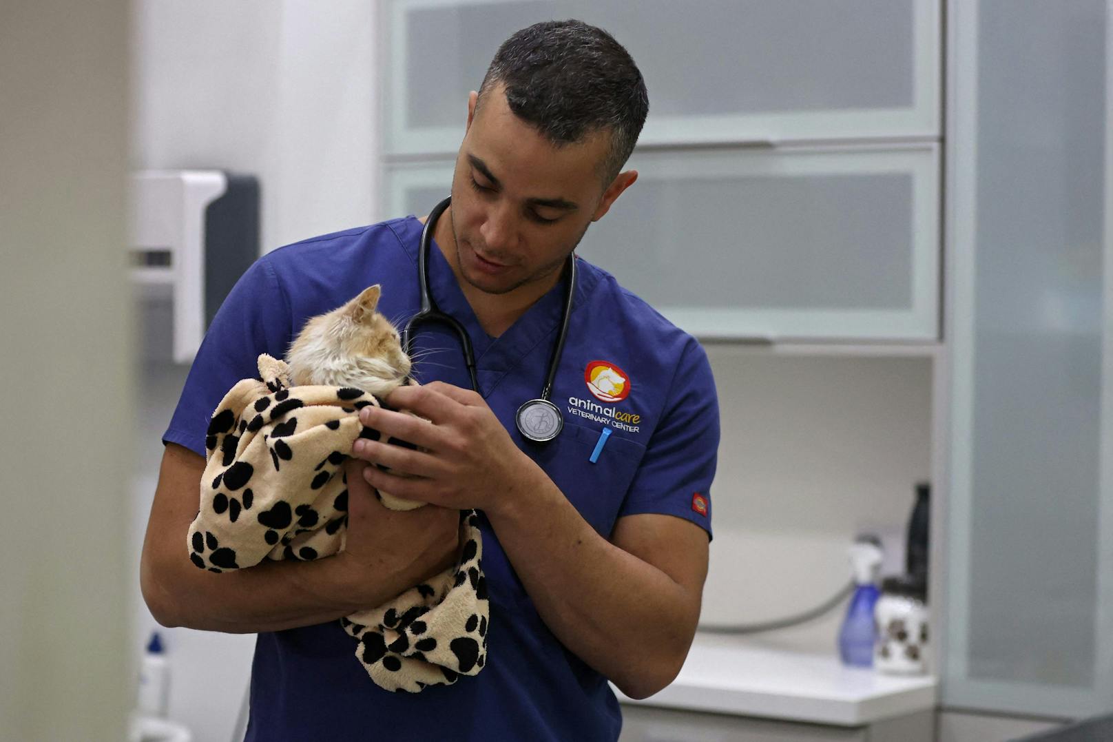 Laut dem Tierarzt Kostis Larkou wird der Großteil der infizierten Katzen FIP nicht überleben.