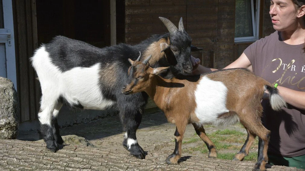 Parkpflegerin Katharina Bichler mit den beiden Zwergziegen. 
