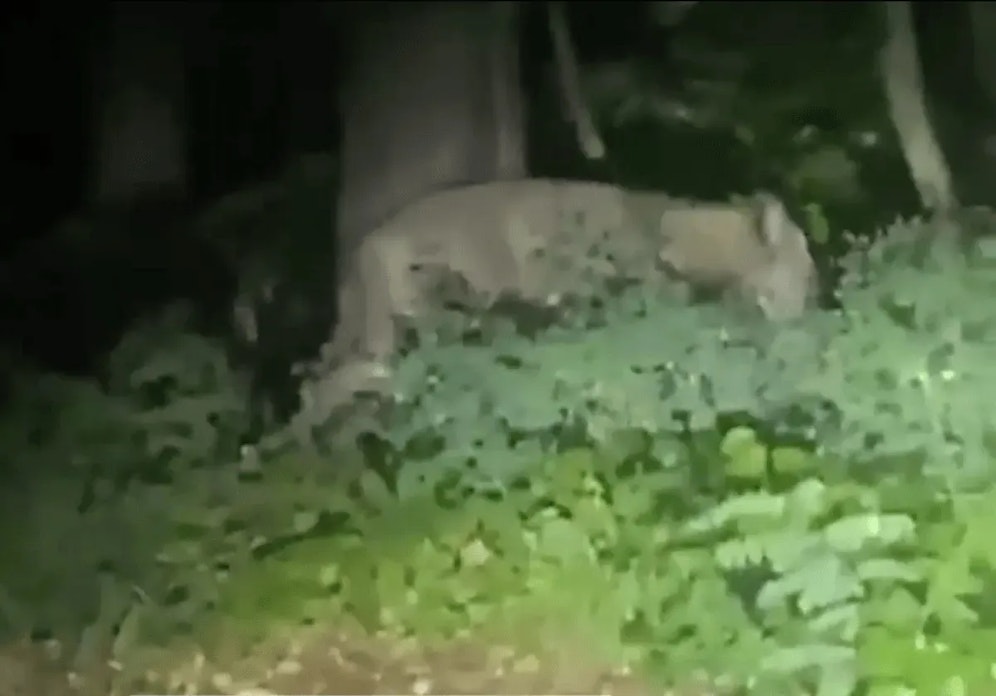 Auslöser der Suche war das Video eines Autolenkers, der die 