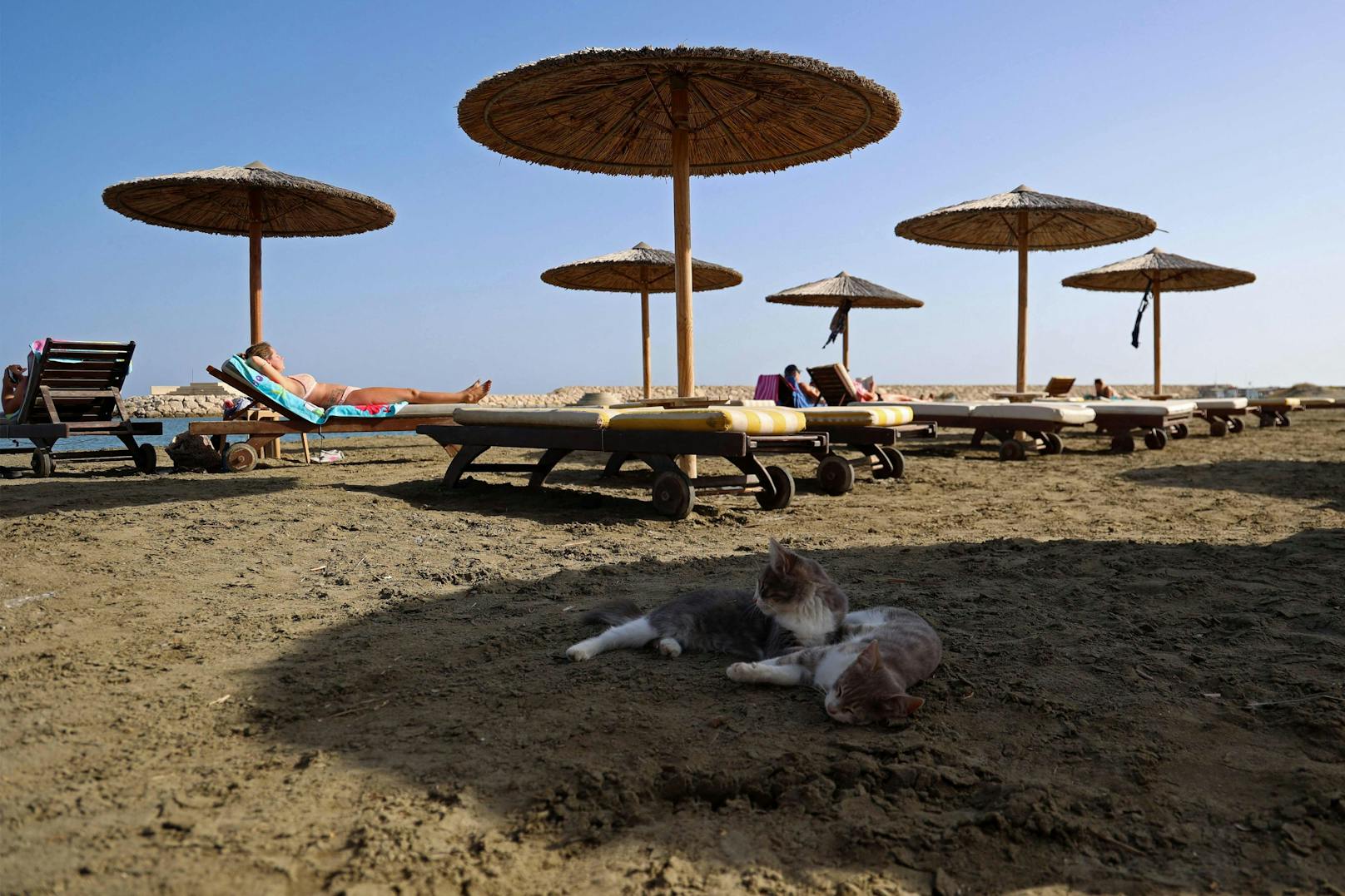 Heute sind es vor allem Streunerkatzen, die die Mittelmeerinsel – oft auch "Insel der Katzen" genannt – bevölkern.