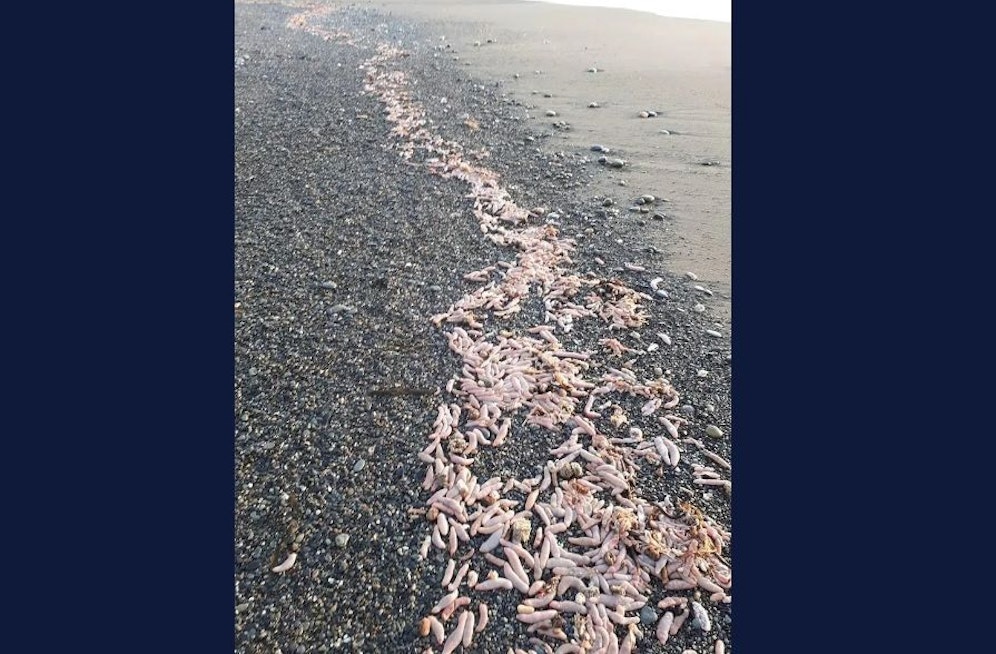 Der Strand bei El Murtillar in Patagonien war am 18. Juli 2023 von Tausenden Penis-Fischen überschwemmt.