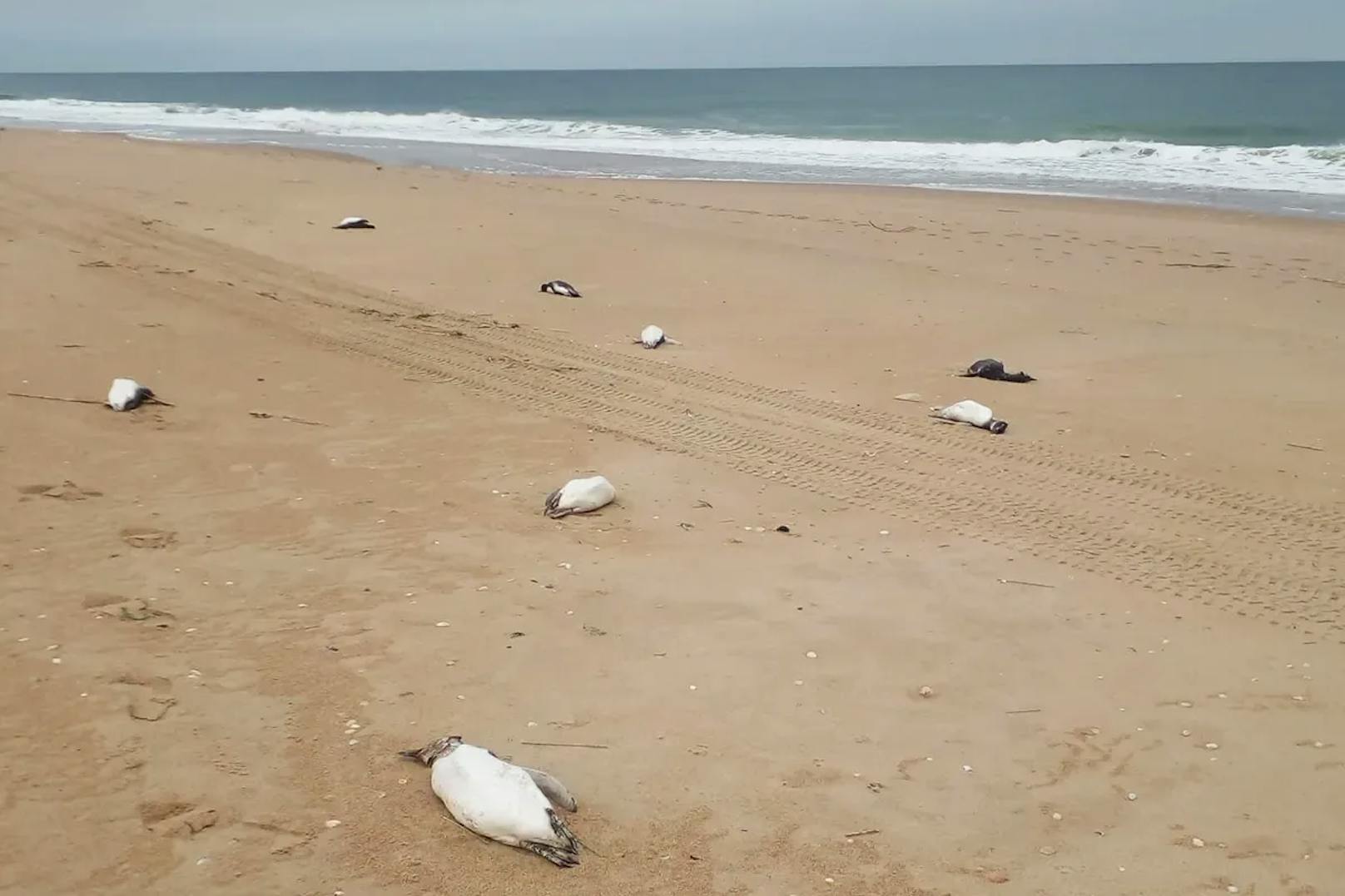 Ungewöhnliche Mengen toter Pinguine spülte es in den vergangenen Tagen an Uruguays Küsten. 