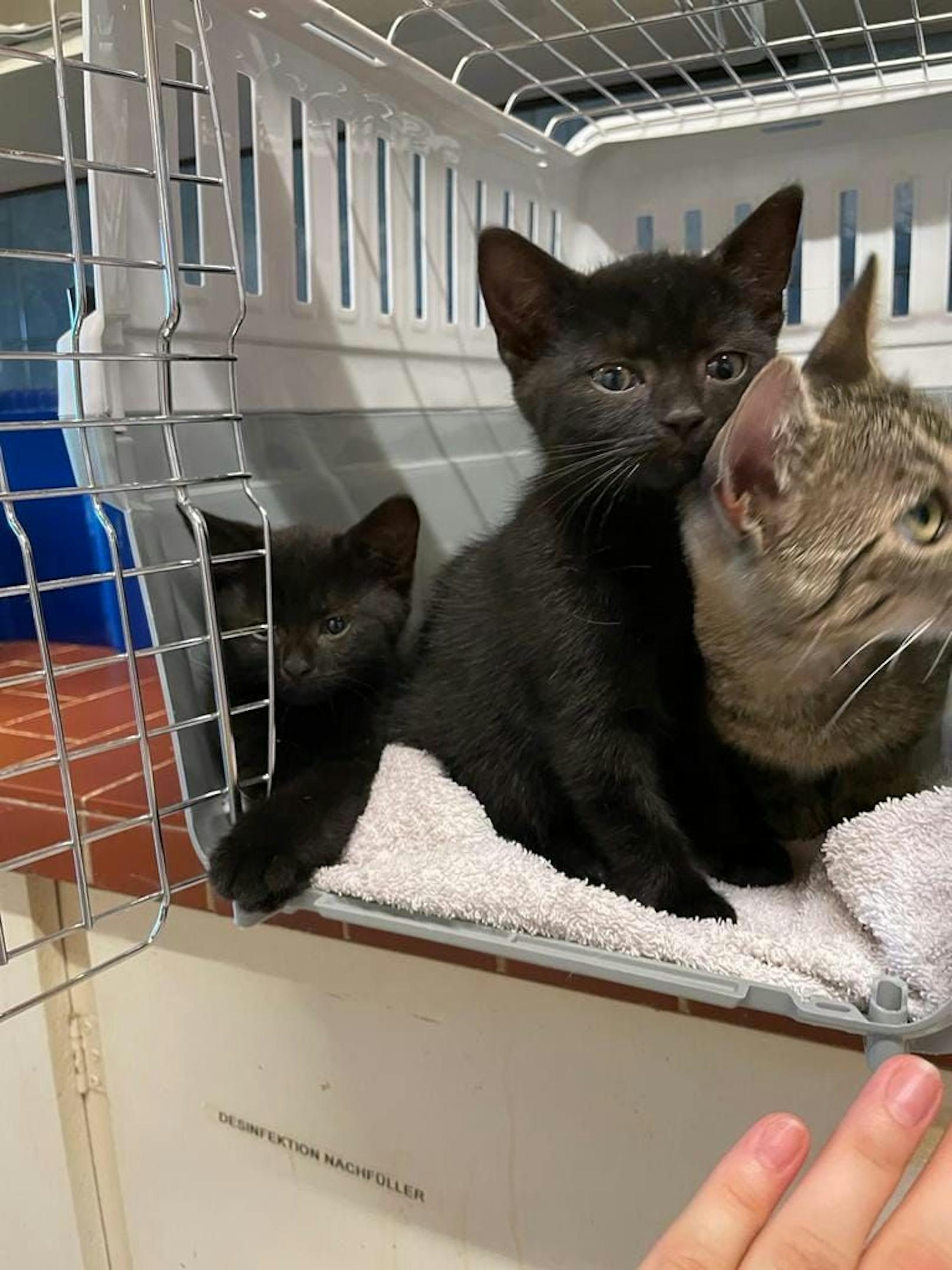 Diese drei kleinen Kätzchen wurden in einer Kartonschachtel gefunden ...