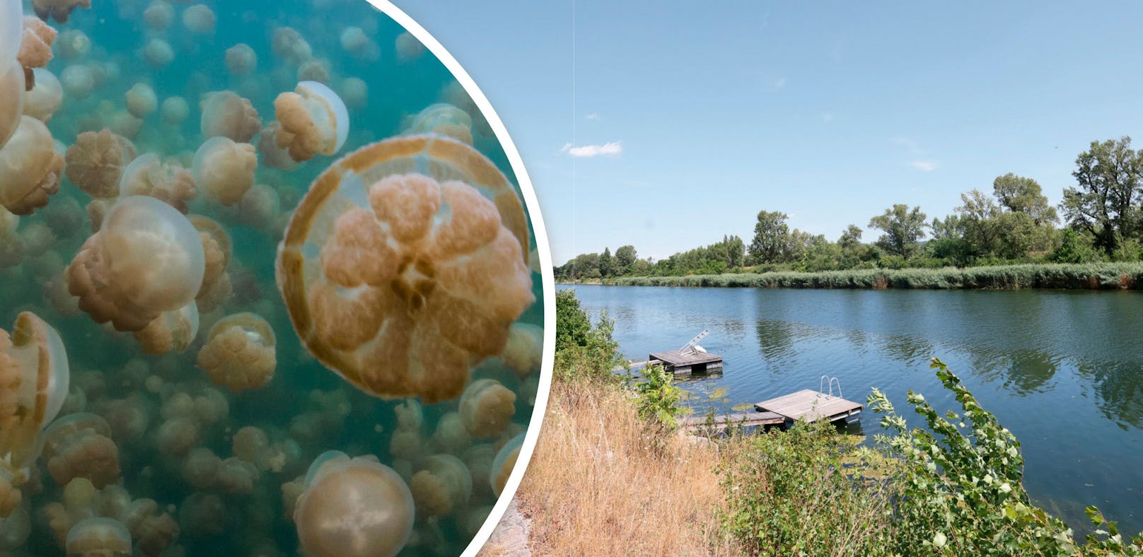 Süßwasserquallen werden aktuell vermehrt am Kuchelauer Hafen in Wien-Döbling gesehen