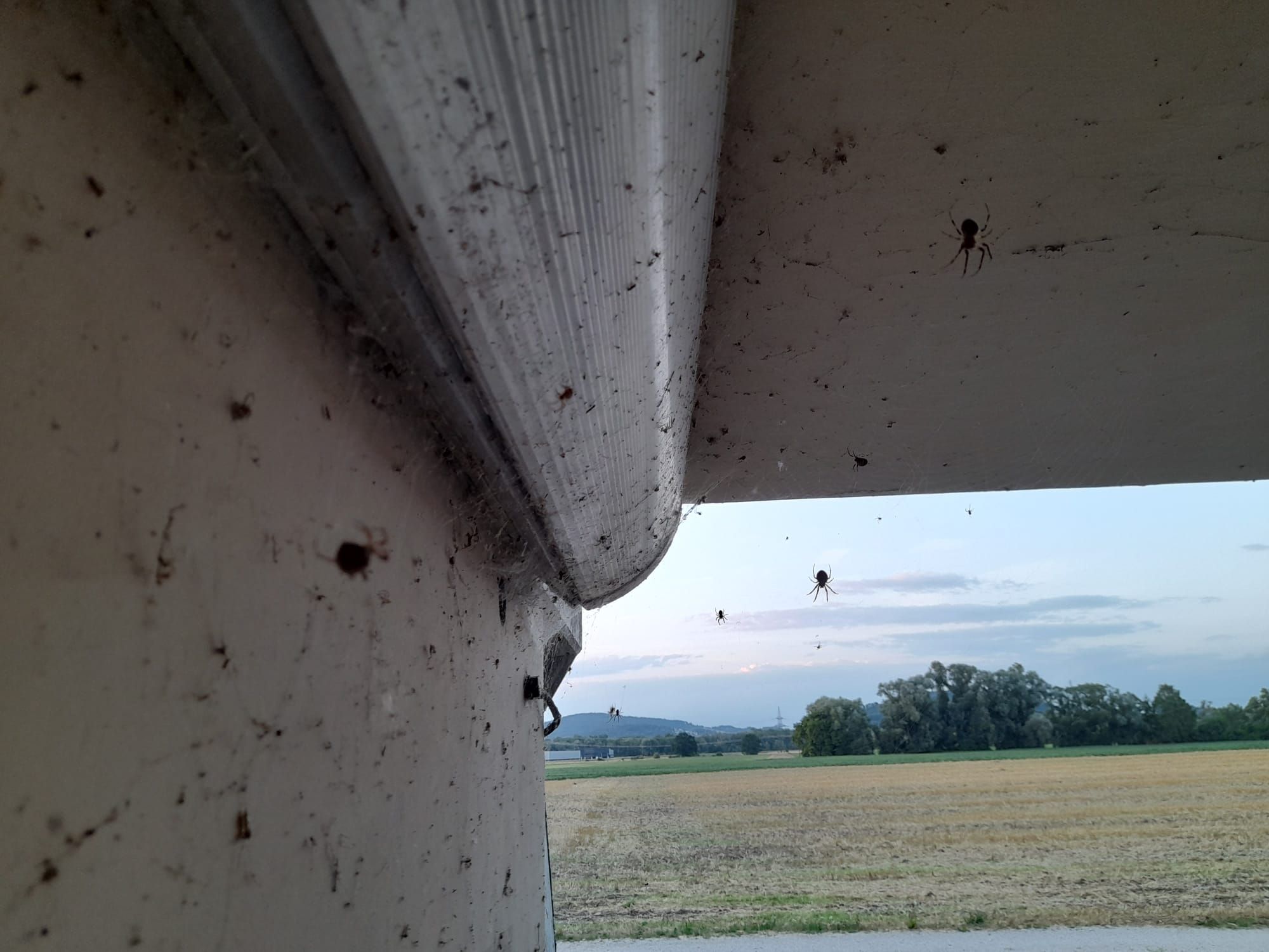 In einer Unterführung im Linzer Süden hängen Dutzende Spinnen.