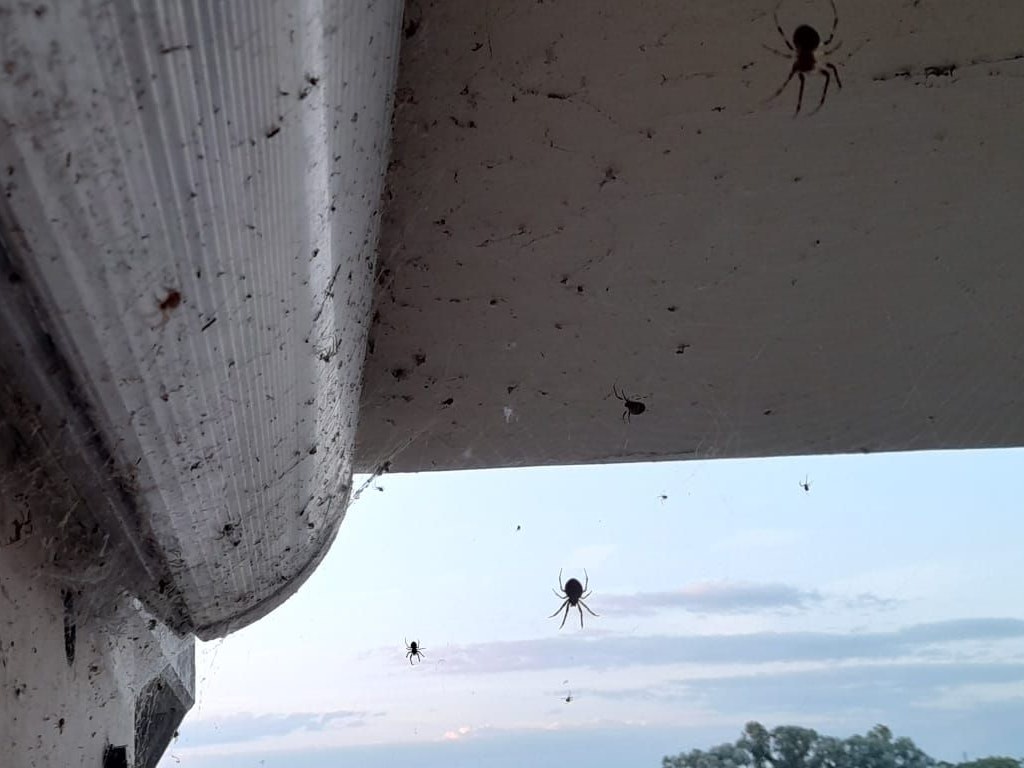 In einer Unterführung im Linzer Süden hängen Dutzende Spinnen.