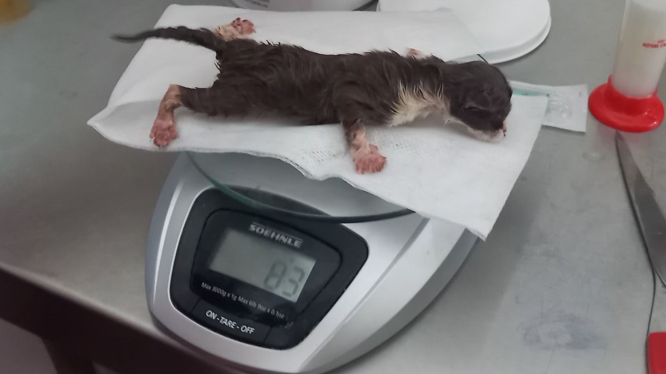 Die Katzen-Babys wurden von der Polizei in die Tierklinik gebracht.