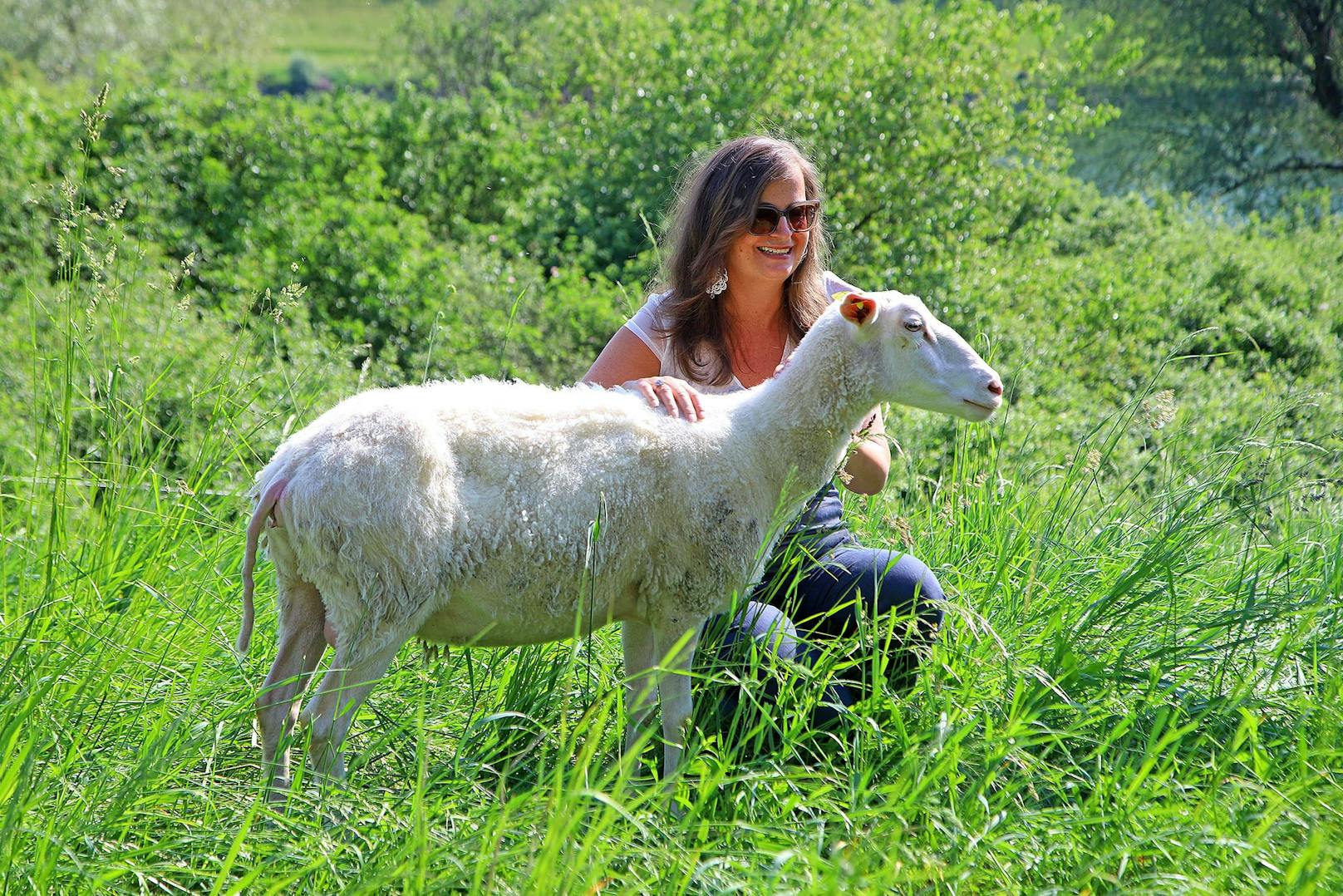 70 Insel-Schafe nützen die Sommerferien für fleißigen Mäh-Einsatz! Eine Fläche gleich 450 Beachvolleyball-Feldern haben die "tierischen Rasenmäher" der Stadt Wien seit Saisonbeginn bereits auf der Donauinsel abgemäht, freut sich Stadträtin Ulli Sima (SPÖ).