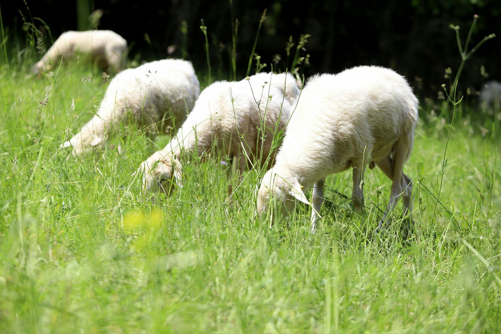 70 Insel-Schafe nützen die Sommerferien für fleißigen Mäh-Einsatz! Eine Fläche gleich 450 Beachvolleyball-Feldern haben die "tierischen Rasenmäher" der Stadt Wien seit Saisonbeginn bereits auf der Donauinsel abgemäht, freut sich Stadträtin Ulli Sima (SPÖ).