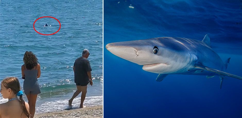 Laut einem Experten handelte es sich vermutlich um einen Blauhai.