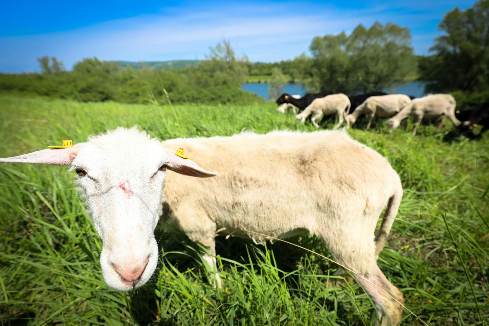 Die Schafe auf der Donauinsel dürfen jetzt mit guter Bilanz wieder zurück nach Niederösterreich ziehen.