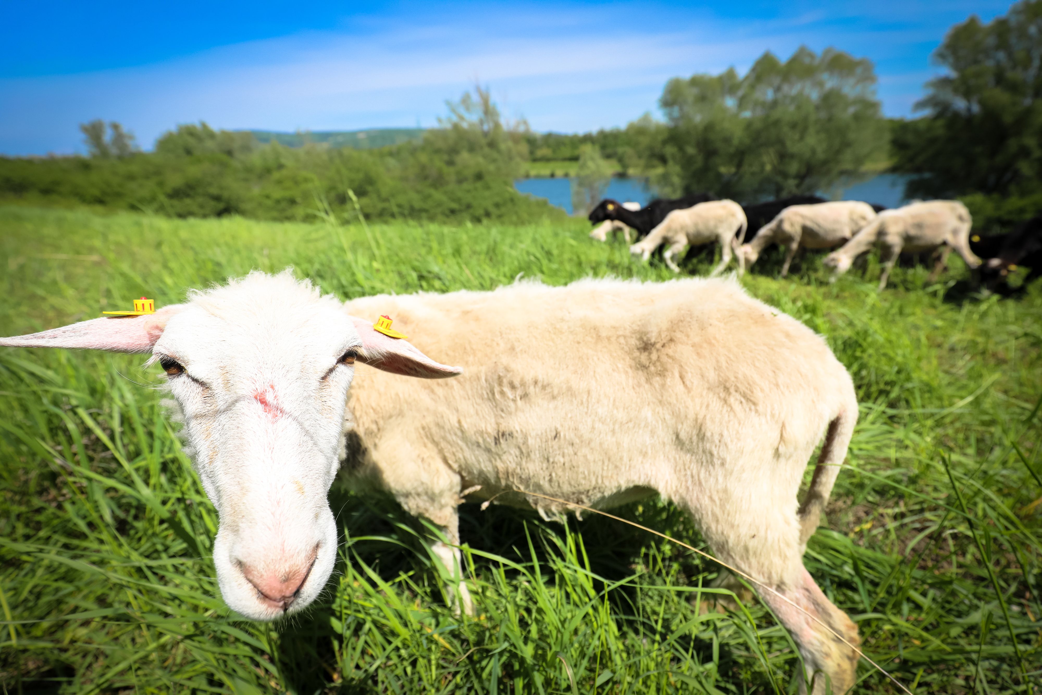 Die Insel-Schafe määäähen wieder einmal den Norden der Donauinsel.