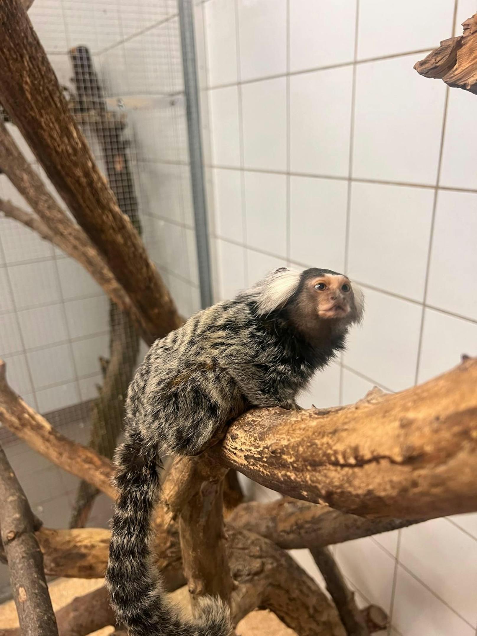 Immer wieder landen auch Wildtiere im Tierschutzhaus Vösendorf.