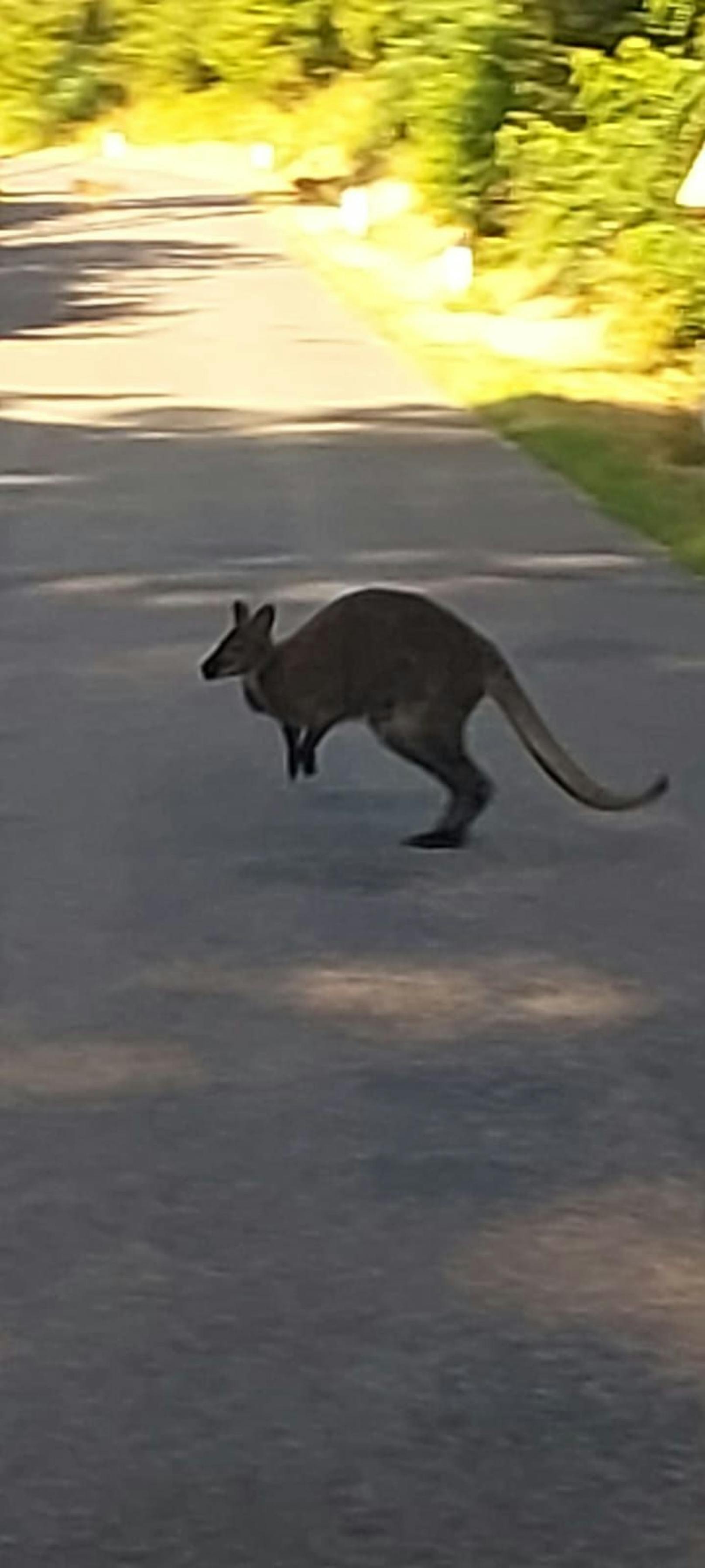 Ausgebüxtes Känguru hüpft Polizei auf der Nase herum
