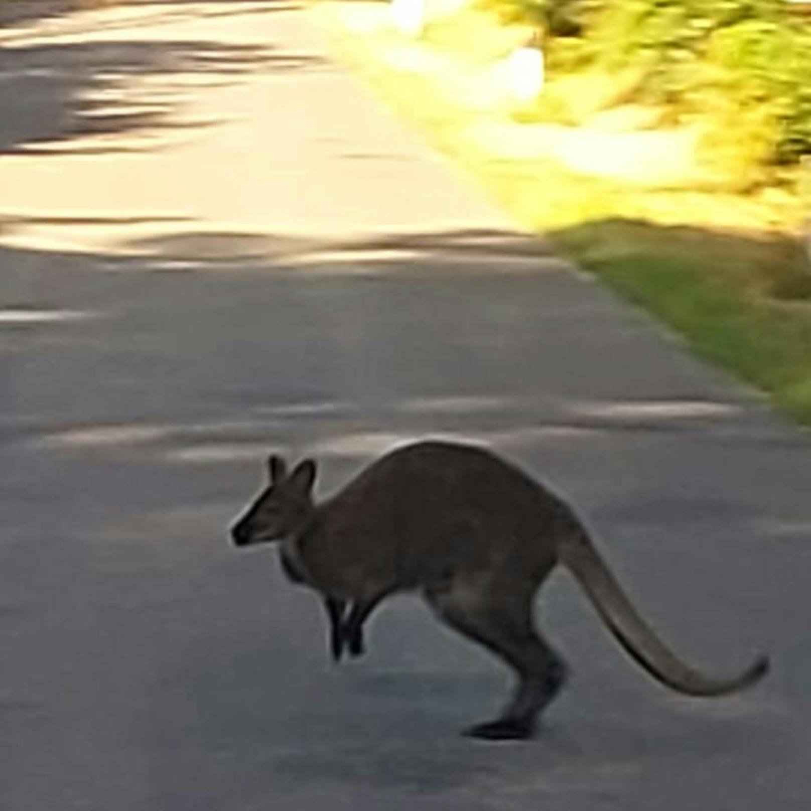 Dieses Känguru wurde im Bezirk Hollabrunn eingefangen.