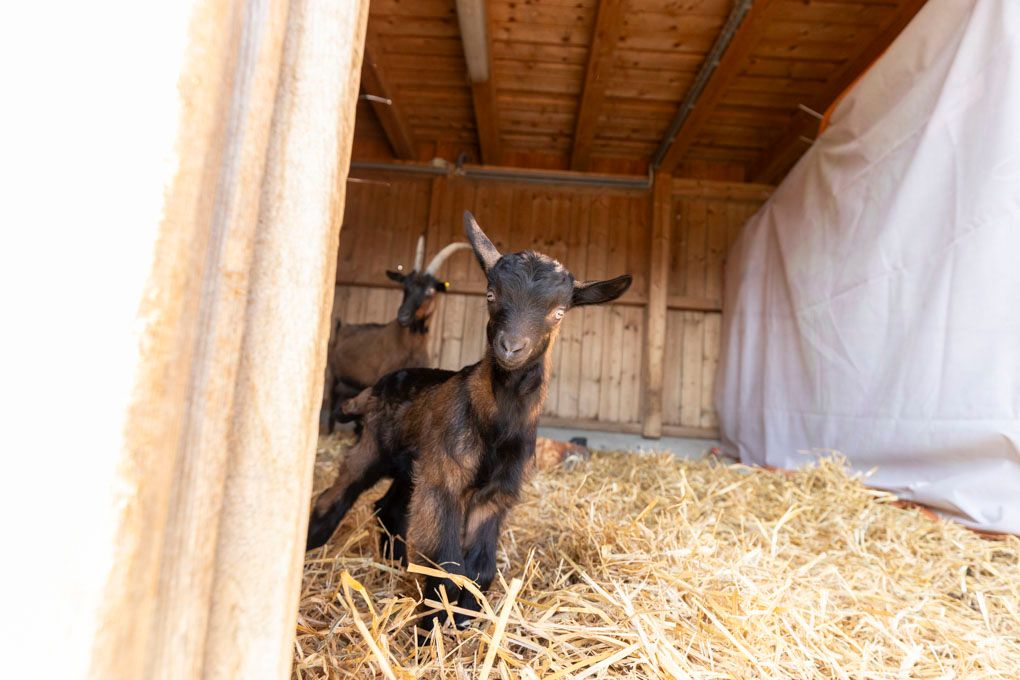 Die Pinzgauer Ziegen auf der Deponie Rautenweg haben zwei Babys bekommen.