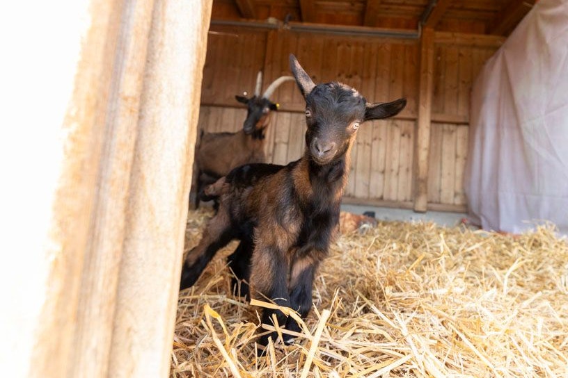 Die Pinzgauer Ziegen auf der Deponie Rautenweg haben zwei Babys bekommen.