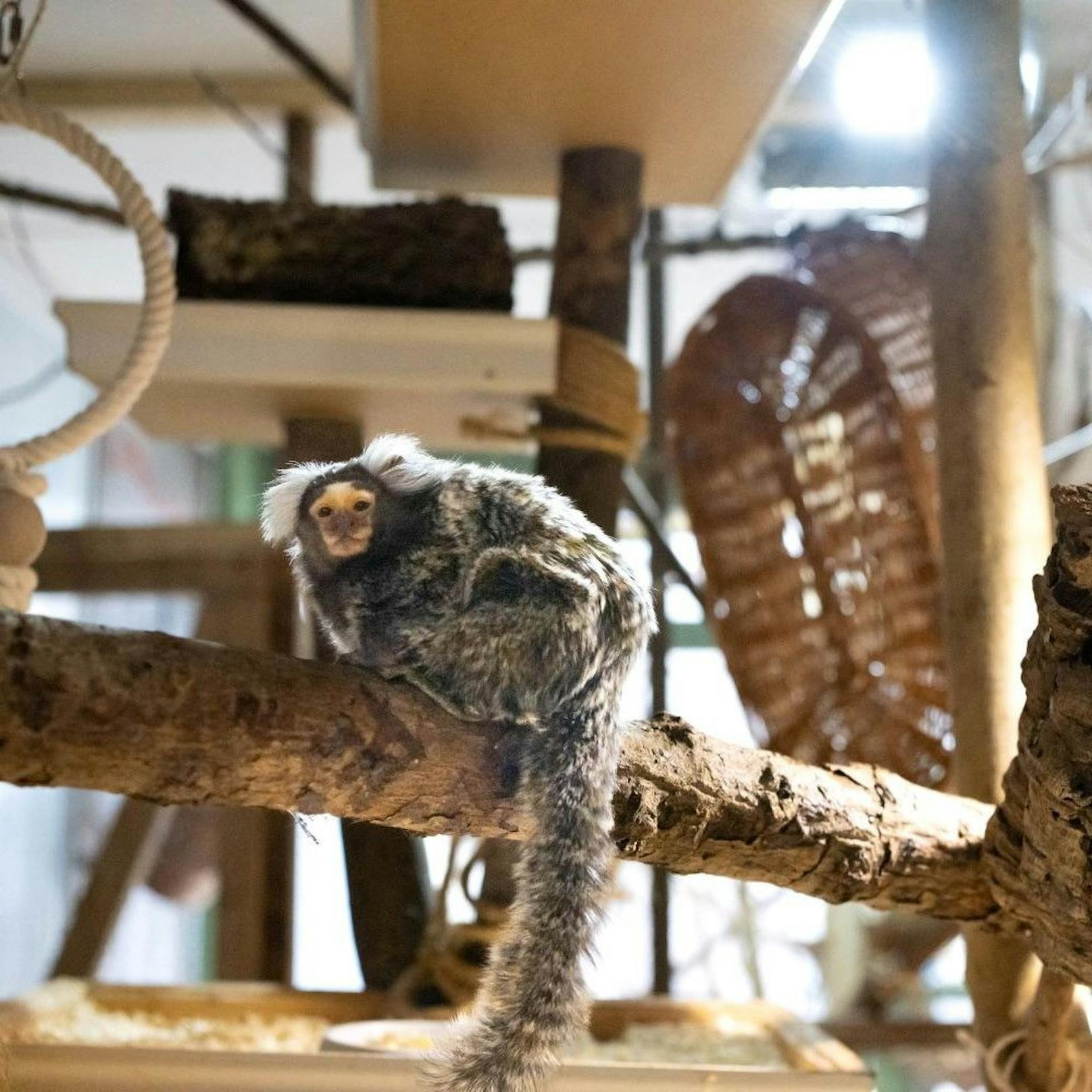 Nun endlich haben sie ein tolles, neues Zuhause im Linzer Zoo gefunden.