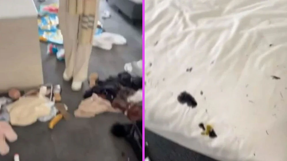 Die Kakadus suchten nicht nur nach Essbarem, sondern hinterließ auch ihre Kotspuren in dem Hotelzimmer.