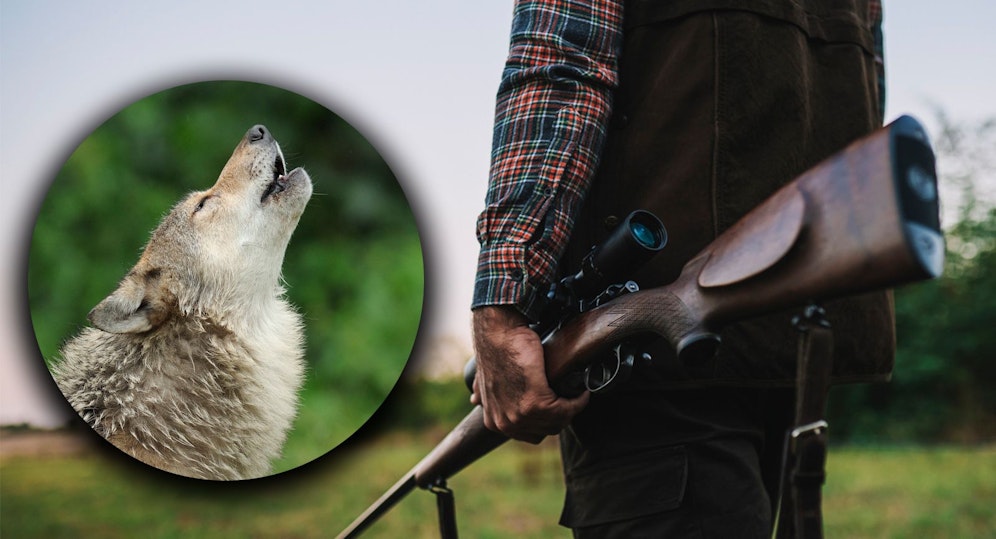 Der Verein gegen Tierfabriken erstattet gegen Schafhalter und Bürgermeister in Kärnten Anzeige.
