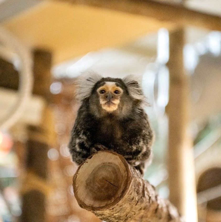 Weißbüscheläffchen 