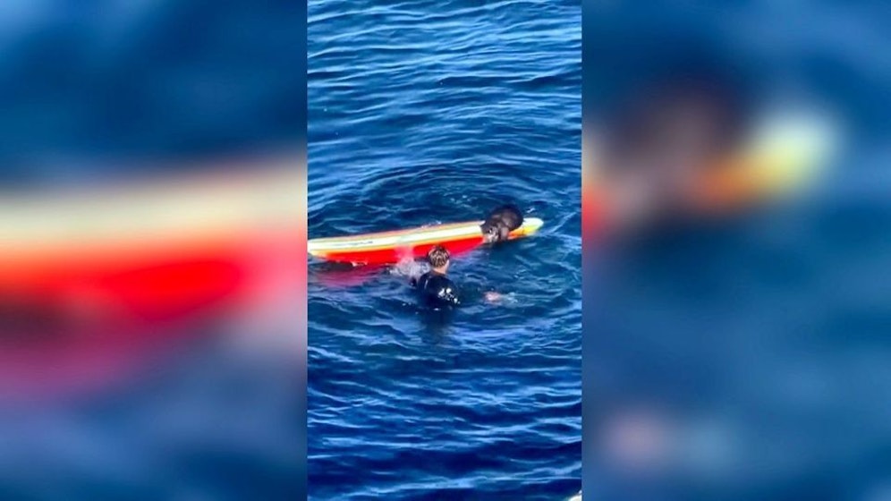 Mit dieser Seeotter-Dame ist nicht gut Kirschen essen.