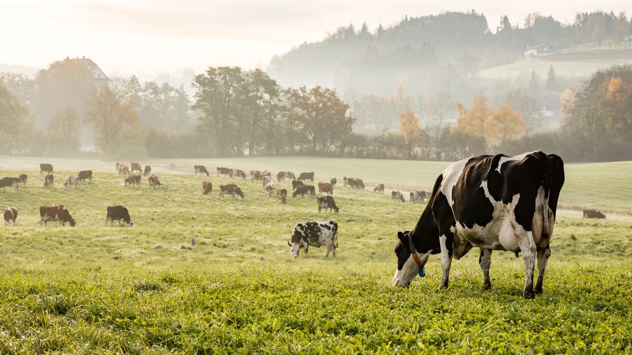 Der Mann wurde von mehreren Rindern überrannt und erlitt dabei tödliche Verletzungen.
