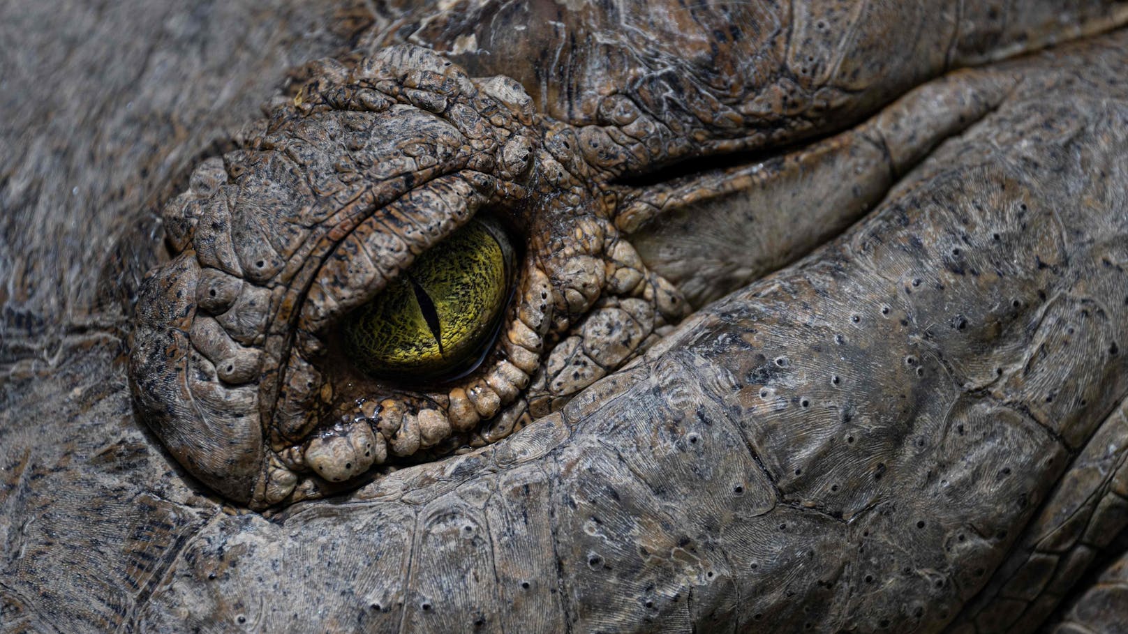 Die Angehörigen mussten kürzlich den Mageninhalt eines Krokodils identifizieren. Es soll einen 60-Jährigen gefressen haben.