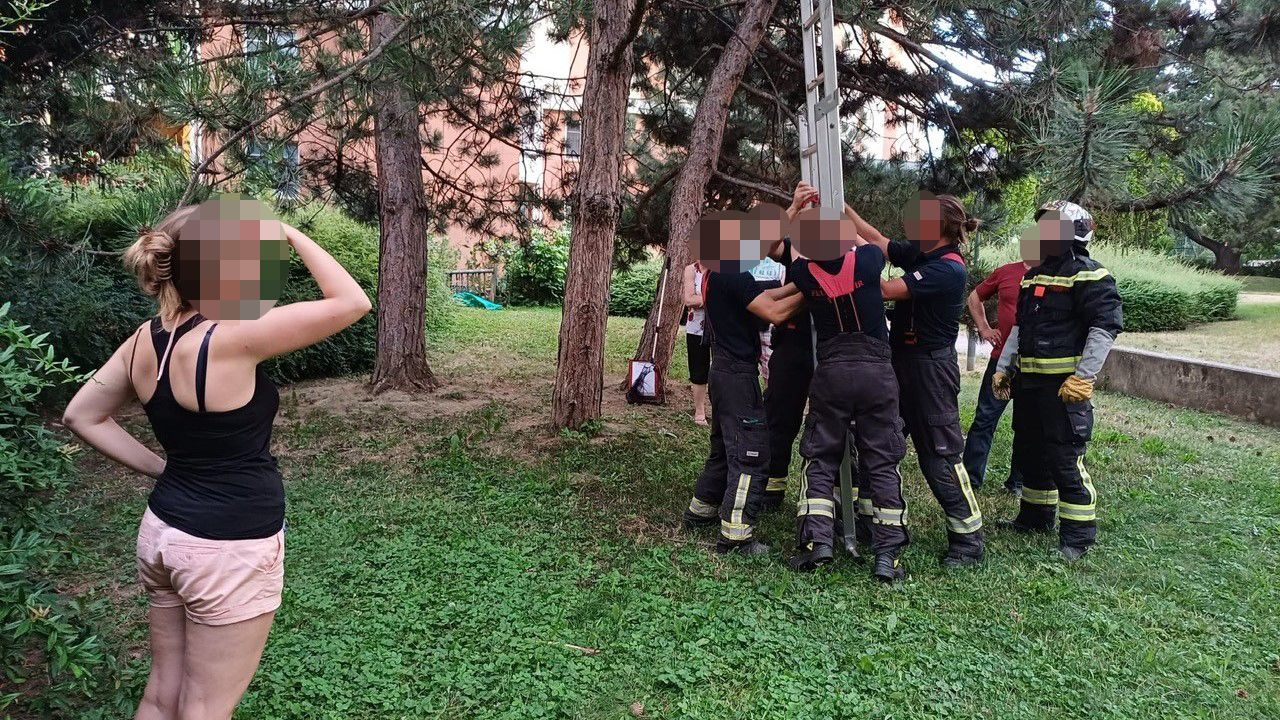 Feuerwehr rettet Katze in Wien-Favoriten