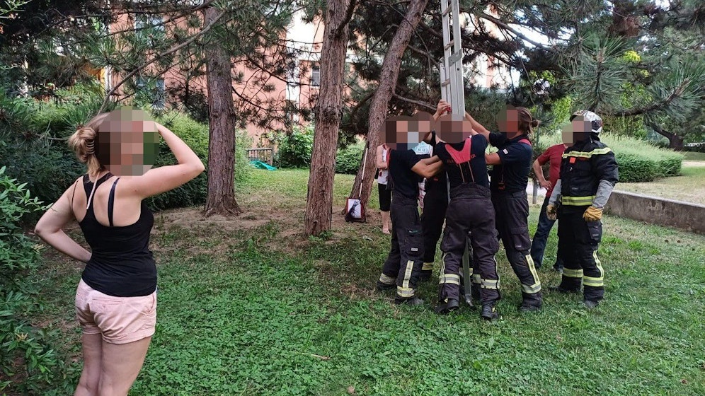 Feuerwehr rettet Katze in Wien-Favoriten