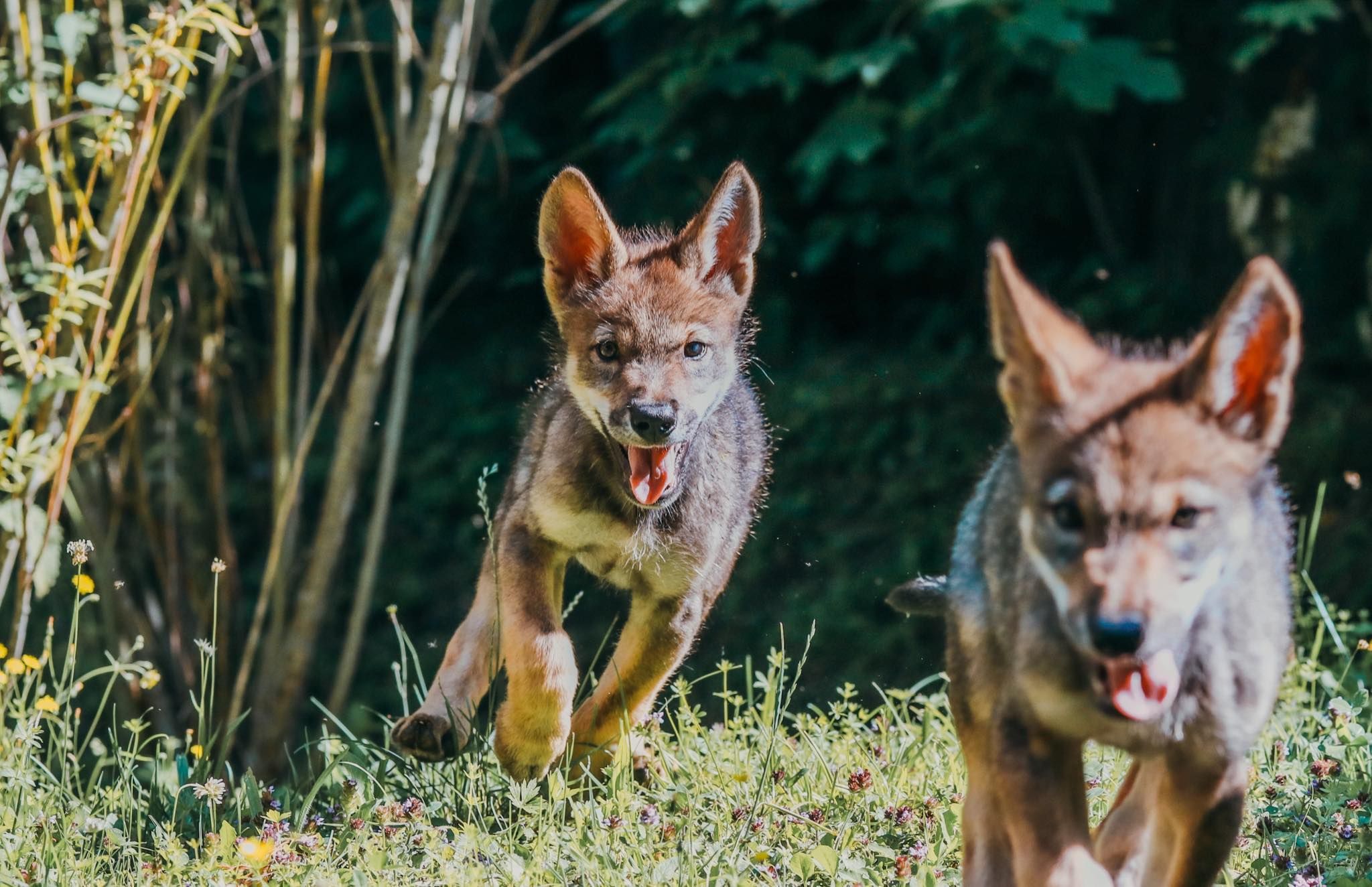Akela und Nova toben durch das Gehege.