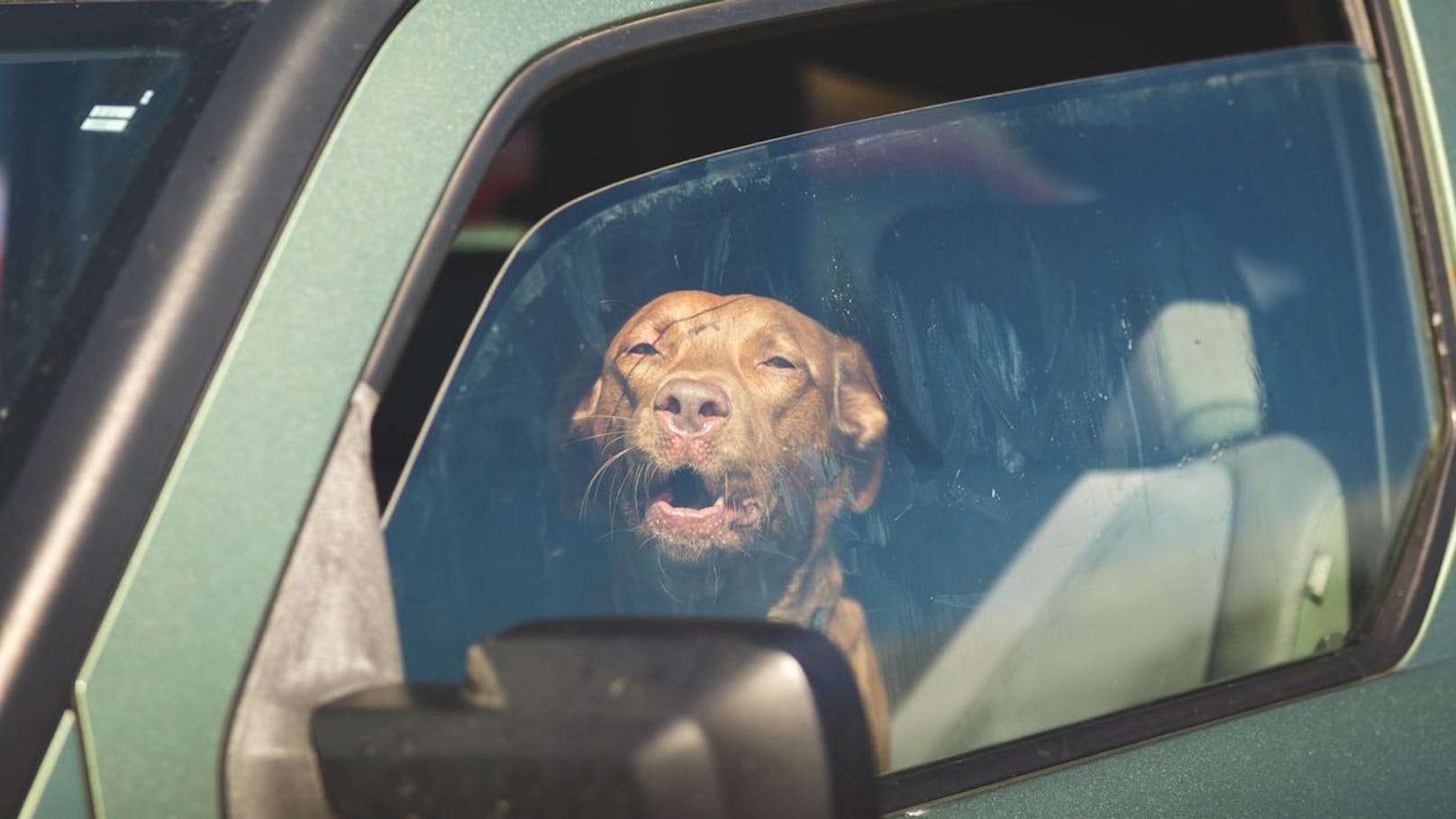 Trotz Warnungen werden jedes Jahr Hunde im Hitze-Auto zurück gelassen.
