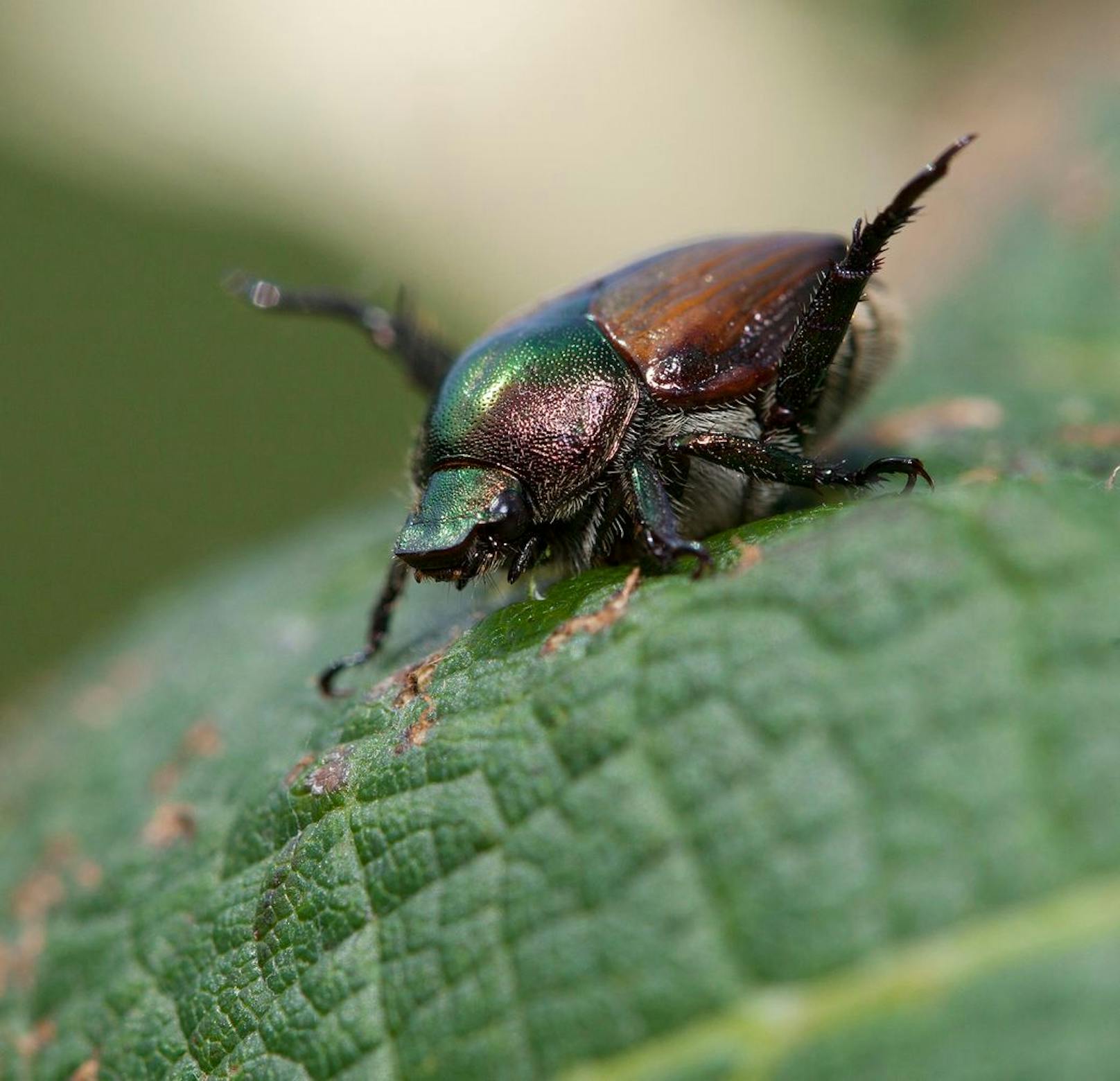 Das wohl größte Problem des Käfers ist seine Fresslust - mehr als 300 Pflanzenarten&nbsp; stehen auf seinem Speiseplan, die er richtig skelettiert zurücklässt.&nbsp;
