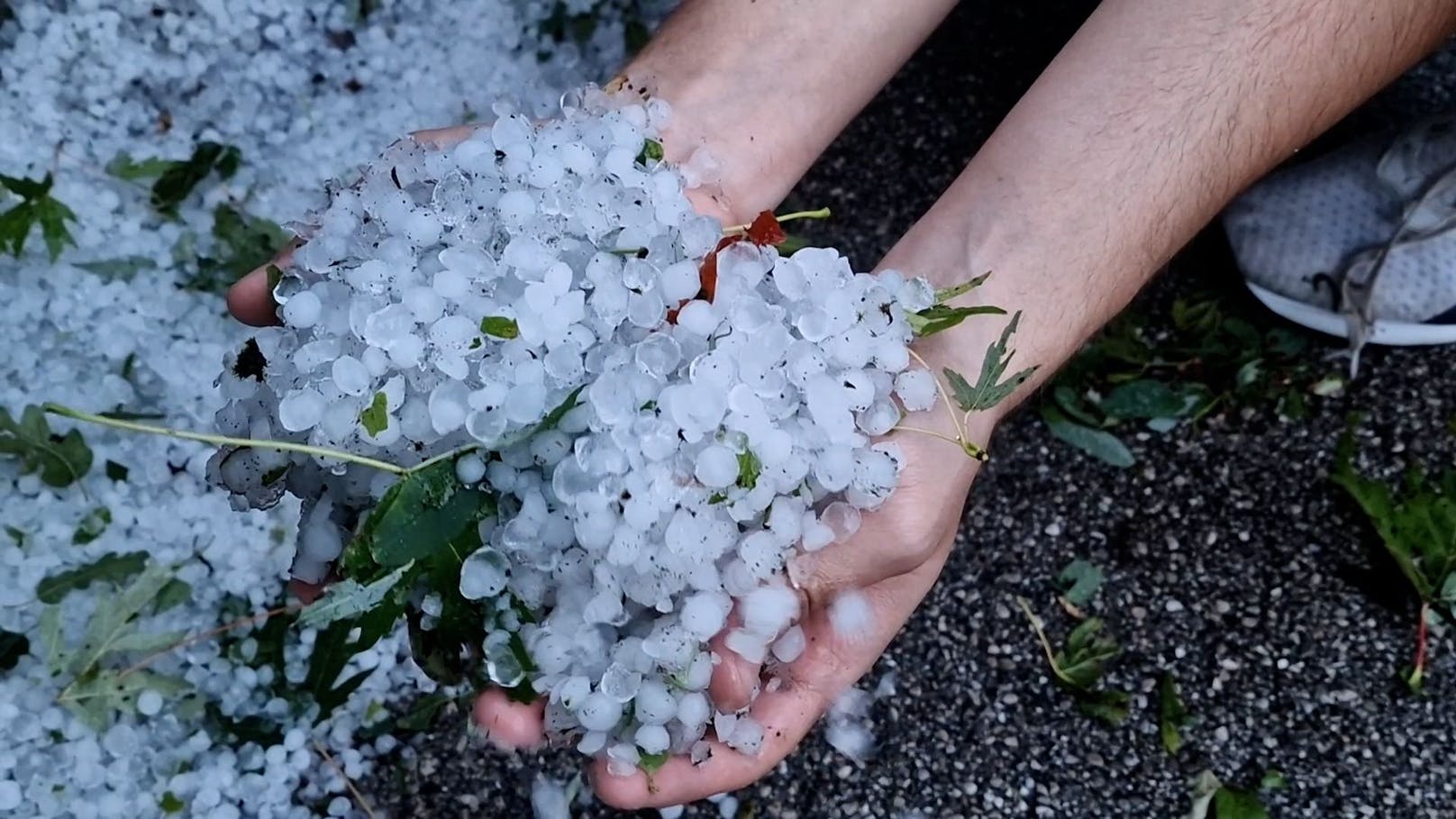 Kräftige Unwetter haben in Pordenone (Italien) schwere Schäden in der Landwirtschaft hinterlassen. Starkregen, Sturmböen und Hagel hinterließen eine Spur der Verwüstung.