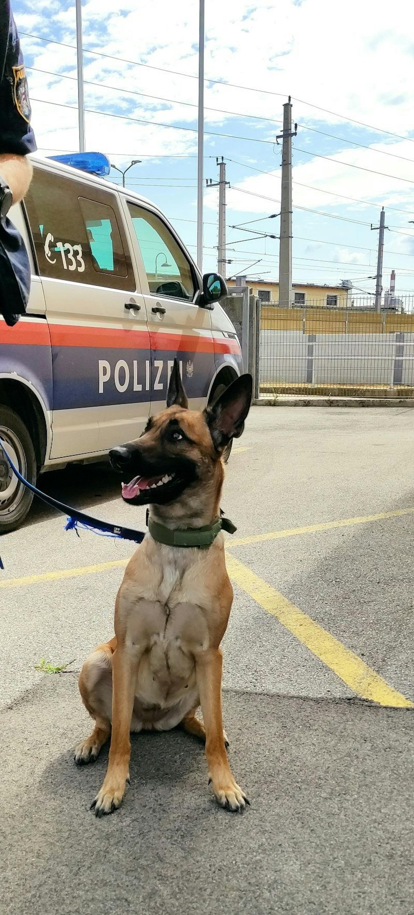 Die Polizei sicherte den entlaufenen Hund.