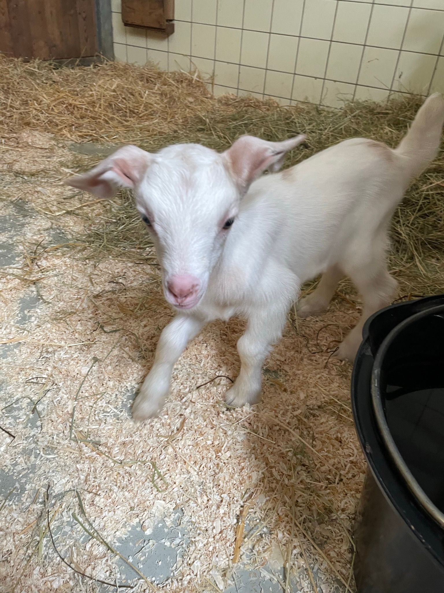 Das kleine Zicklein gedeiht prächtig.