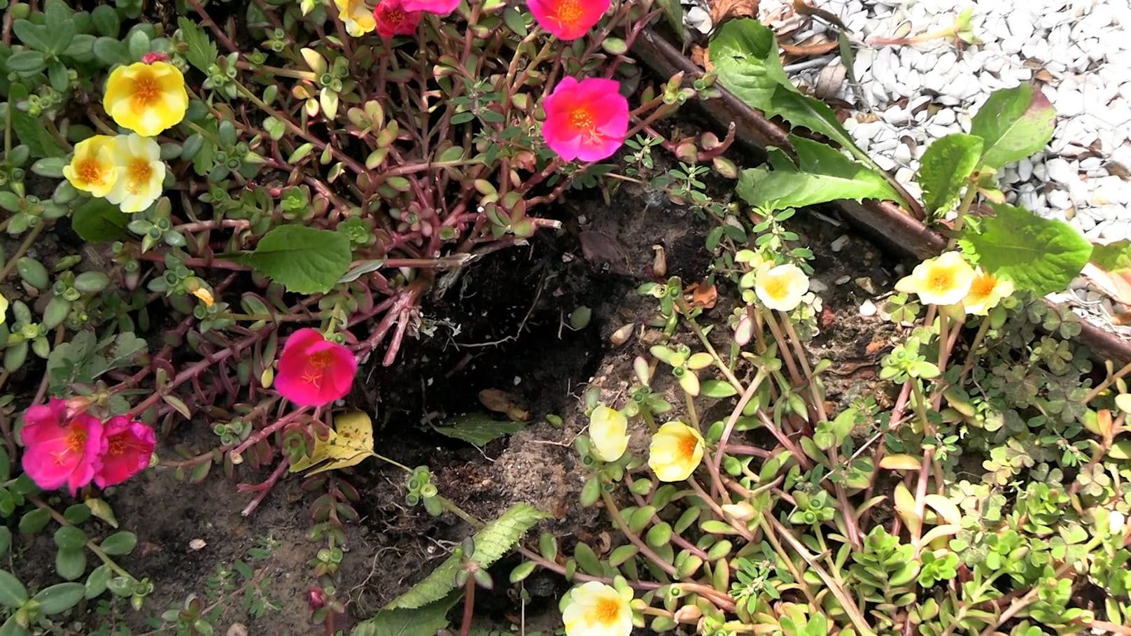 ... die Familie aber noch die Einschlagstelle nur wenige Meter neben dem Haus in einem Blumenbeet zeigen.