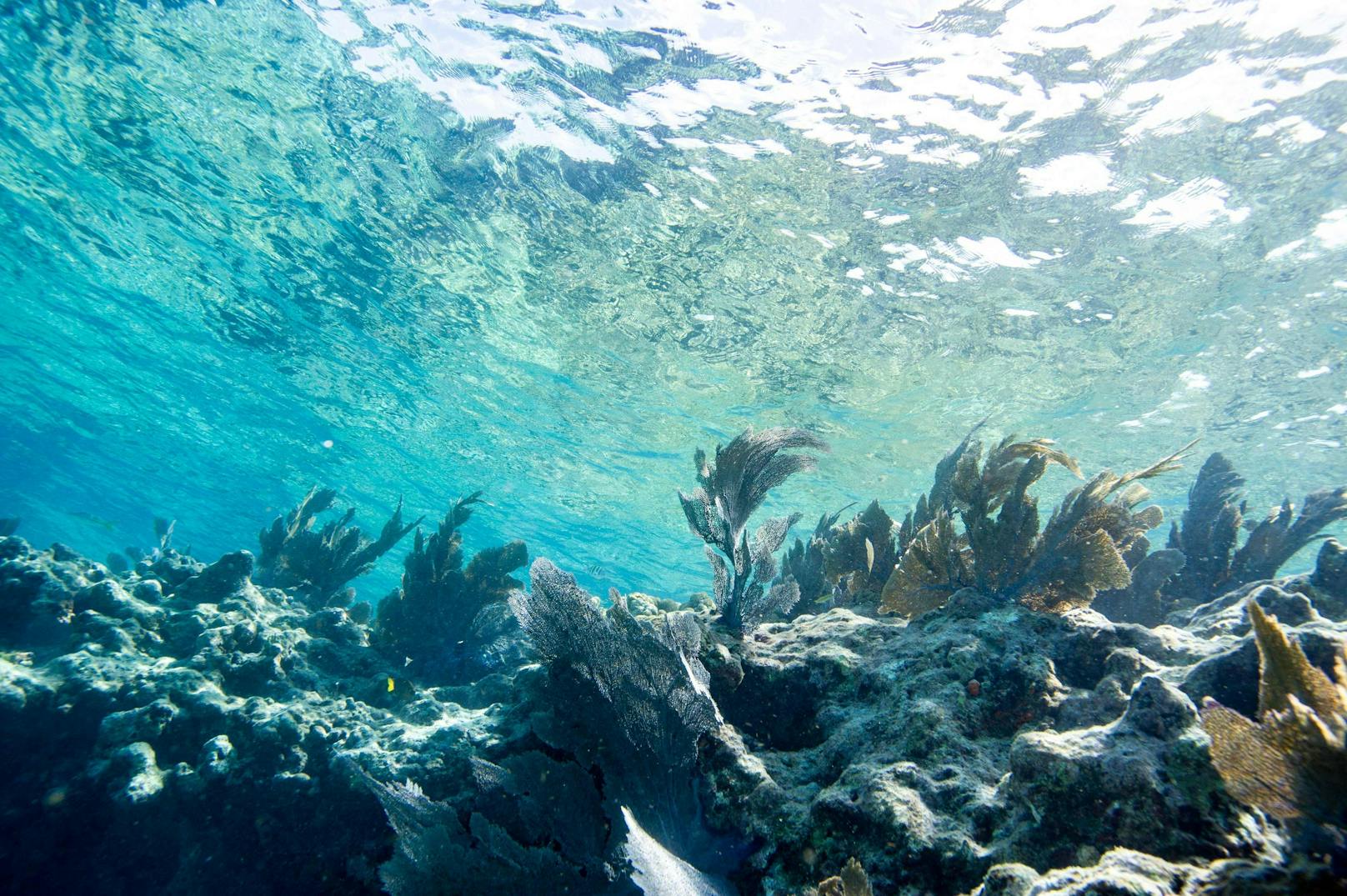 Blick auf das Korallenriff bei Key West. Auch diese sind durch steigende Wassertemperaturen bedroht.
