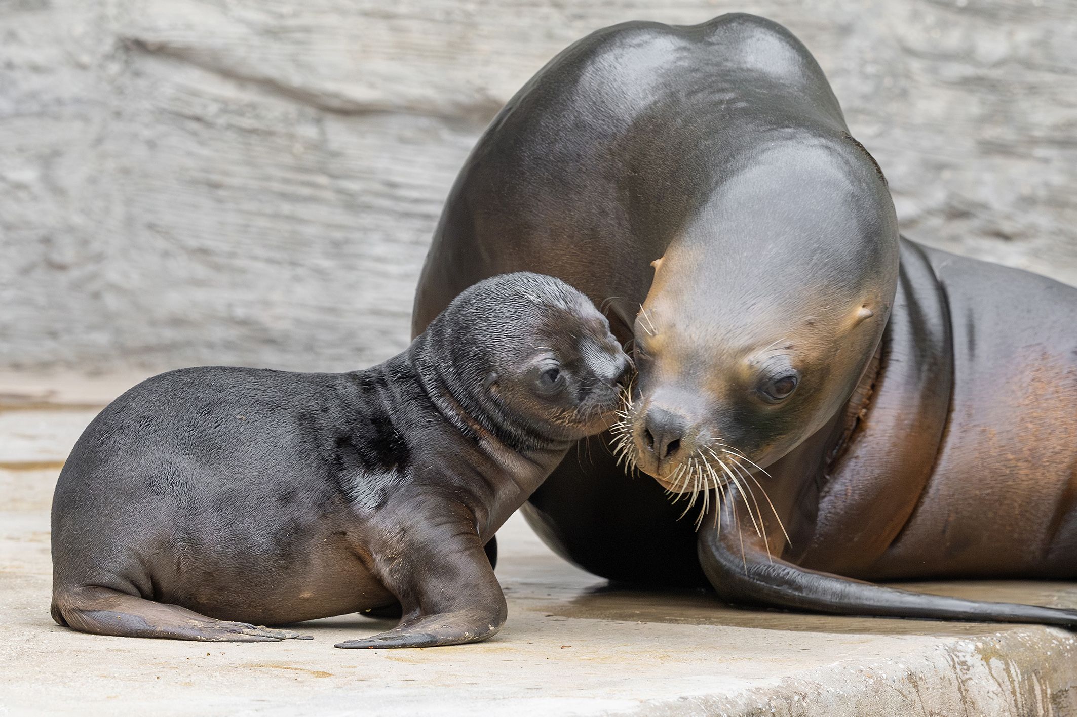 Auf diesem Bild sehen wir den momentan jüngsten Nachwuchs im Tiergarten Schönbrunn.