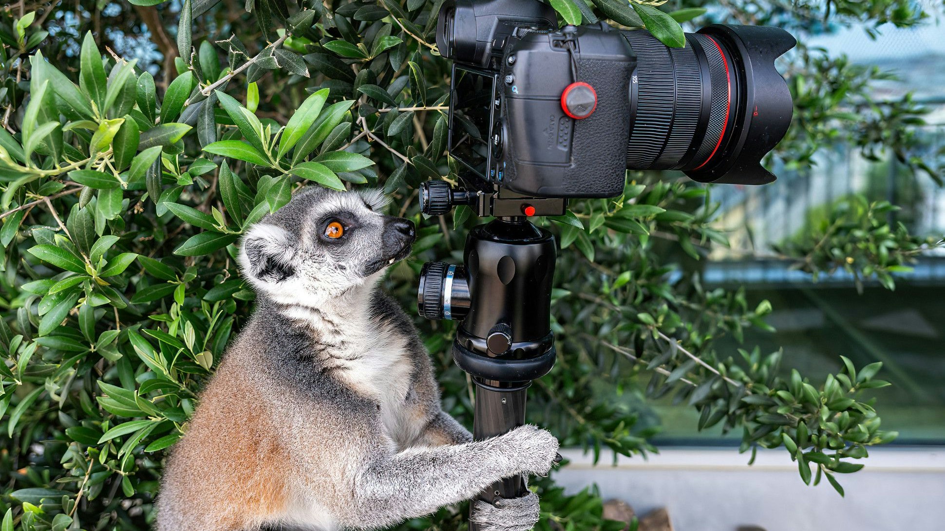 Heute.at - Goldener Knopf auf YouTube - Haus des Meeres geht viral