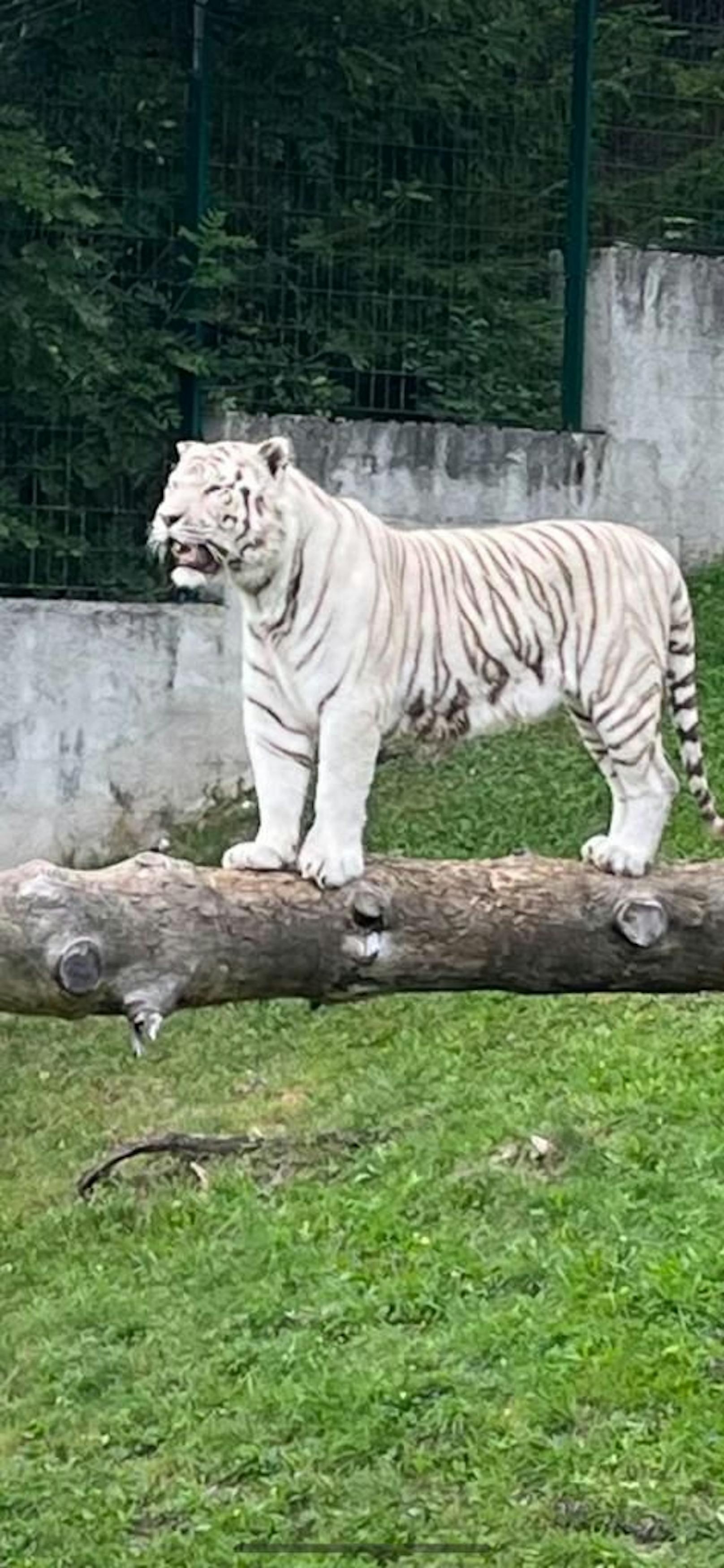 König des Zoos: Der weiße Tiger (Bengal)